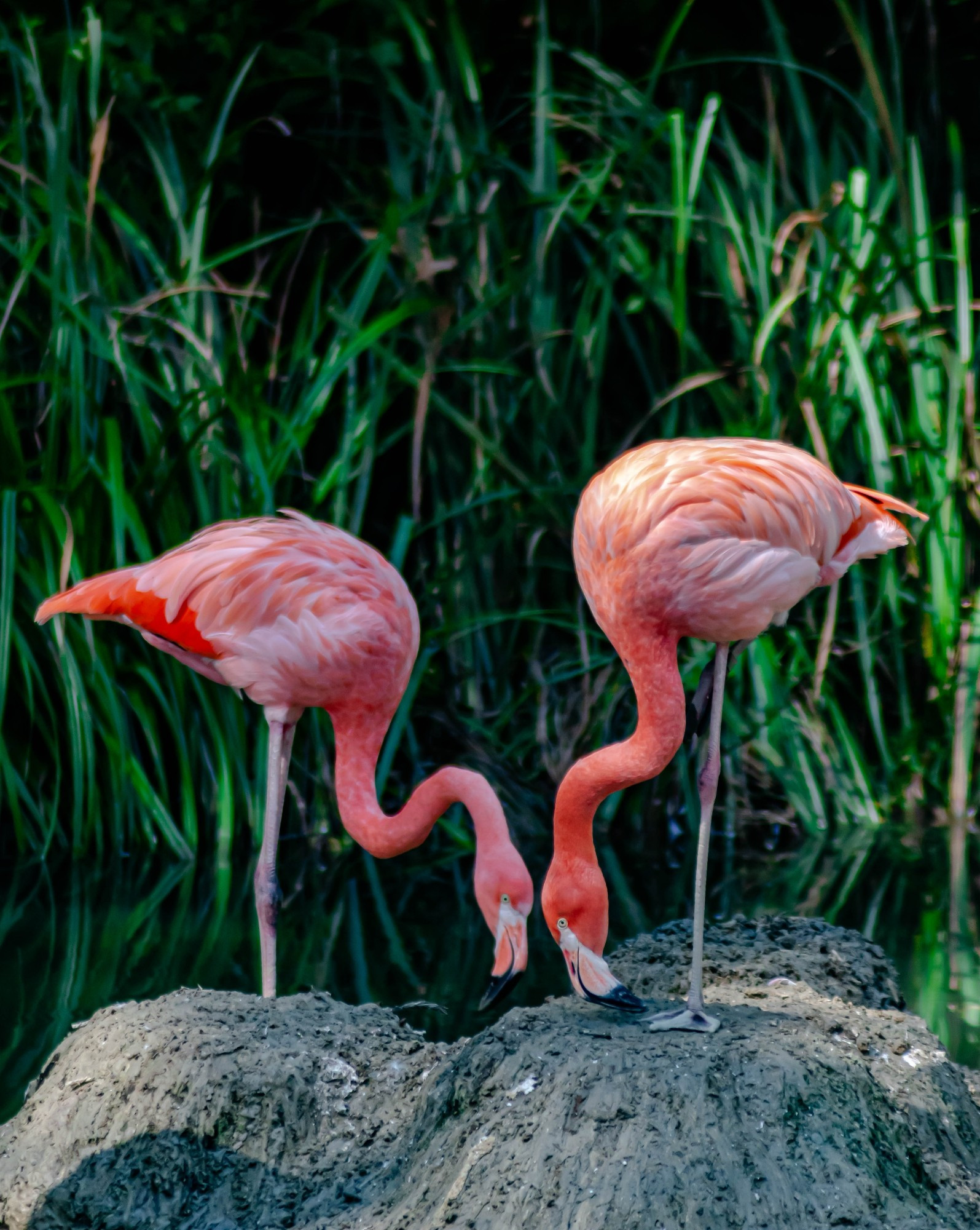 Ein Flamingo Paar welchen die Köpfe nach unten gerichtet hat, sie stehen sich gegenüber so dass ihre Köpfe eine Art Herz Bilder welches auf dem Kopf steht. Der linke Flamingo wirkt von der Farbe zwar kräftiger pink hat aber einen helleren Kopf. Der rechte wirkt im Körper heller dafür ist sein Kopf von der Farbe her stärker. Sie stehen beide auf einen Fuß, auf einem Stein. Der Schnabel ist bei beiden schwarz. Im Hintergrund ist grünes Schilff