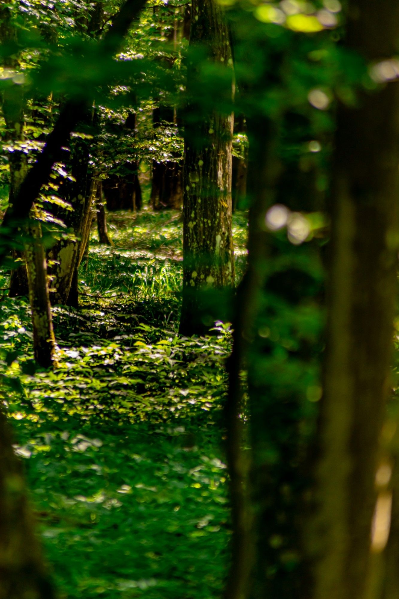 Ein Blick in ein Stück Wald. Links und rechts lauter Bäume die grün bestückt sind. Links Schein die Sonne hinein und wirft ein warmes Licht auf das gesamte Bild. Der Boden ist voll mit Sträuchern und Blätter. Das Licht spielt schöne Schatten und Lichtpunkte