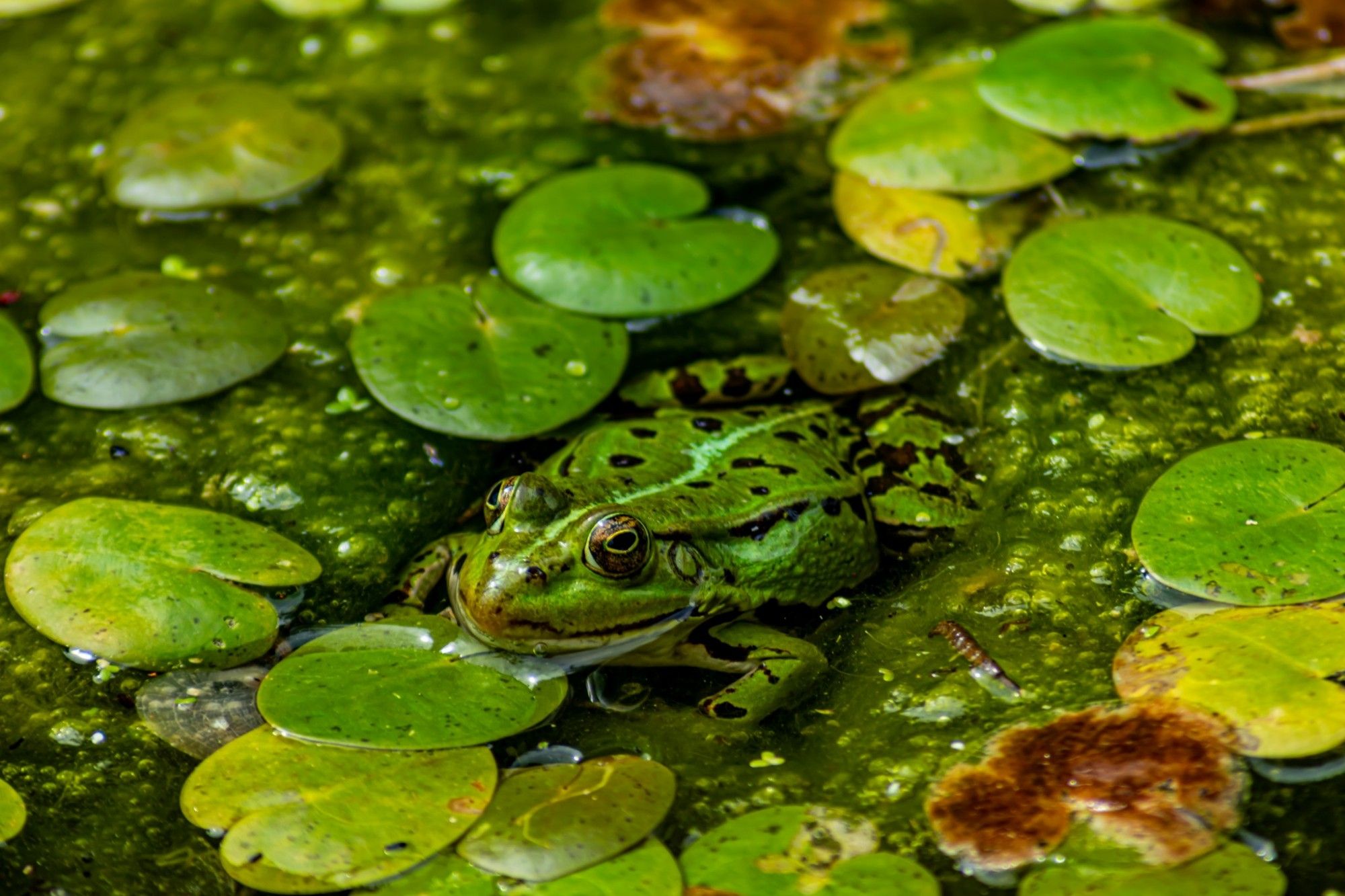 Ein grüner Frosch mit Schwarzen Punkten in einem Teich voller grünen Schleim und grünen Seerosenblätter. Der Frosch schaut nach links