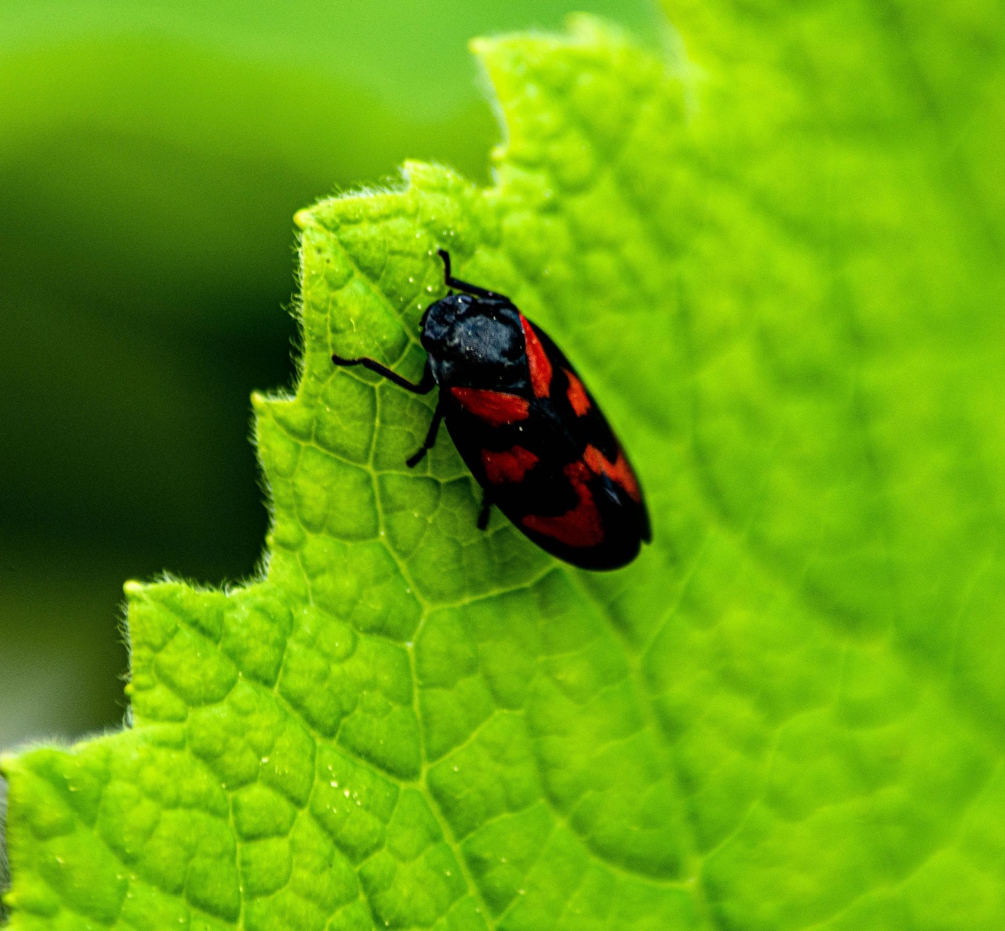 Ein kleiner schwarz roter Käfer auf einen saftig grünen Blatt bei dem man die Maserung sieht