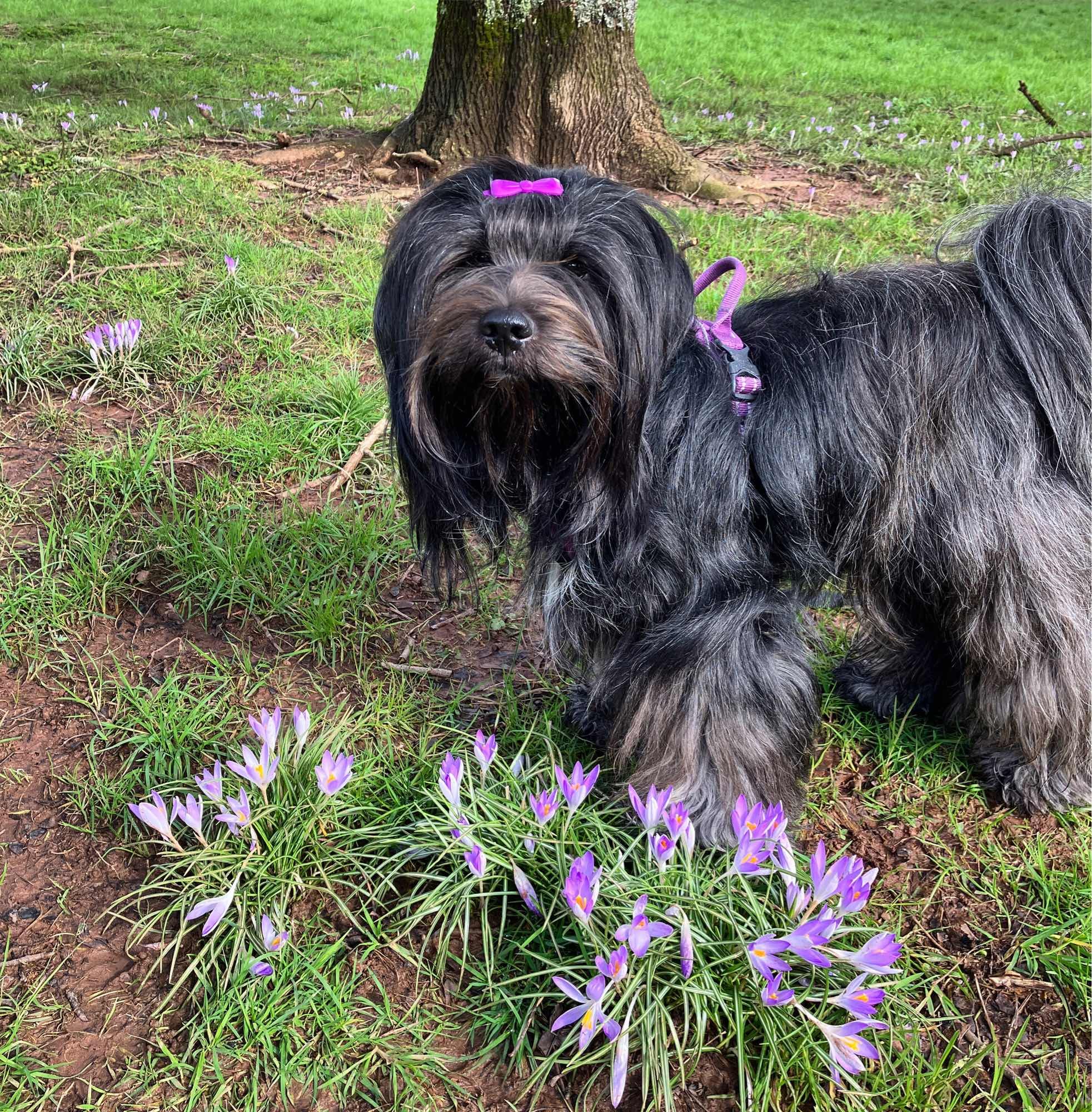 Bron, my Tibetan terrier. Dedicated follower of fashionably coordinated crocuses.