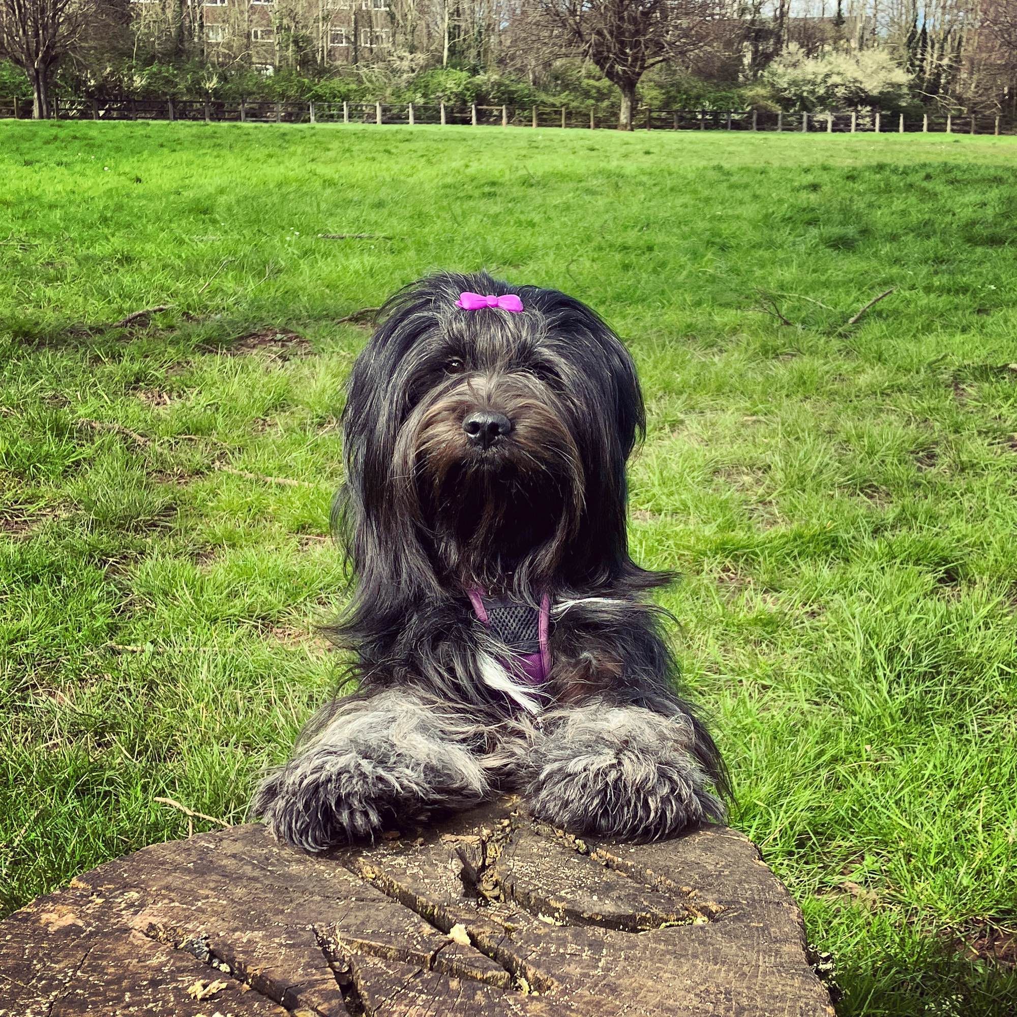 My dog, a black (& silver) Tibetan terrier called Bronte (Bron) with a purple bow in her hair.