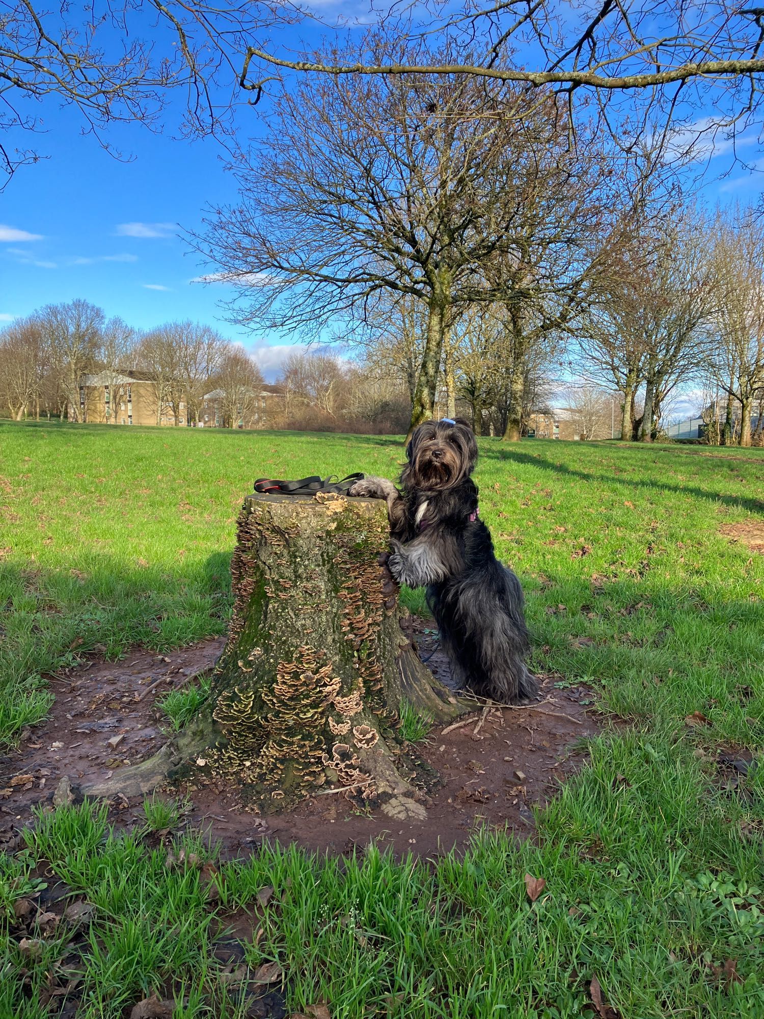 My dog Bron, posing against the stump in our local park. She’s a stunning wee beastie x