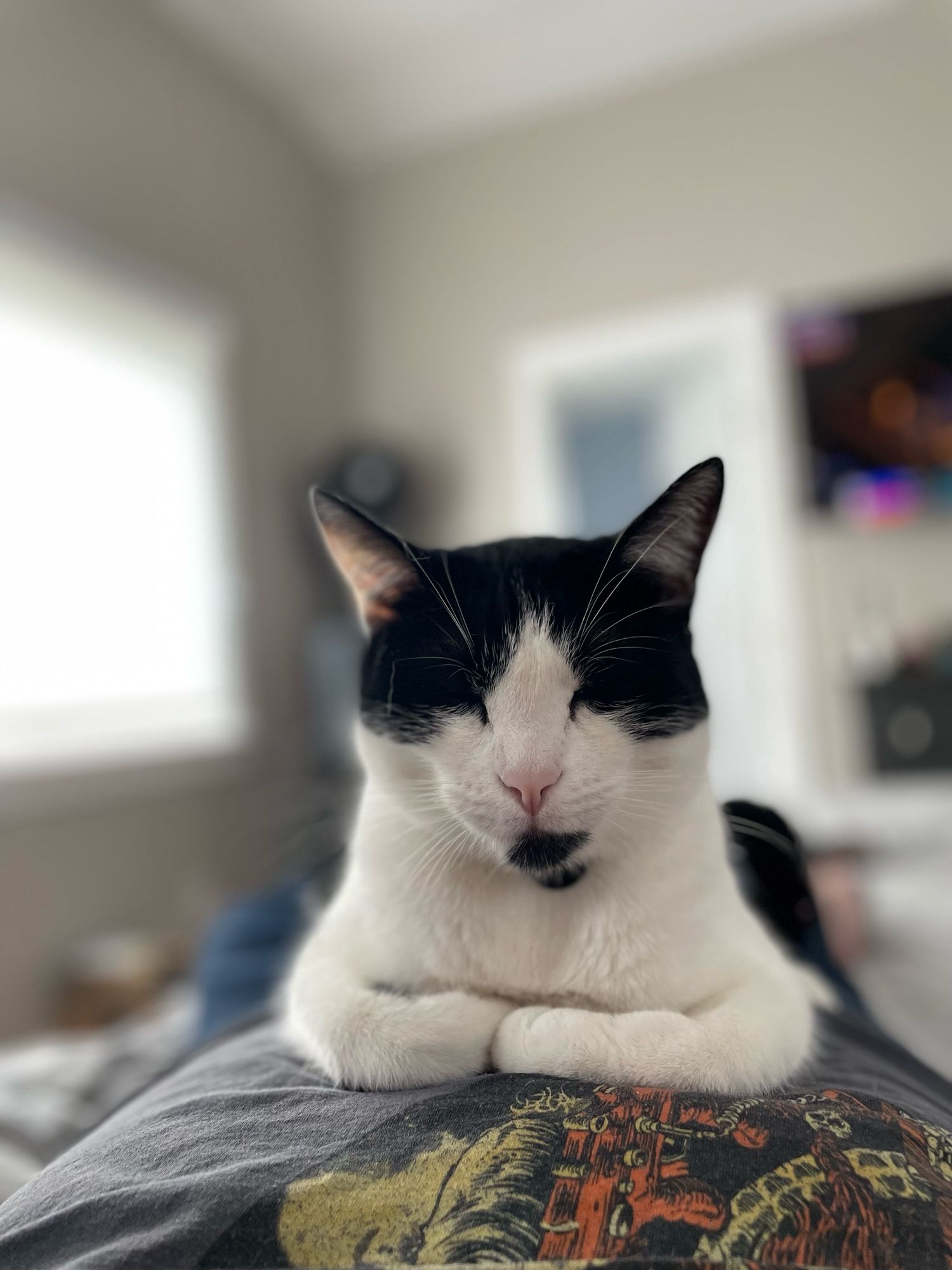 POV you are lying on your back. A black and white cat loafs on your tummy, paws tidily folded.