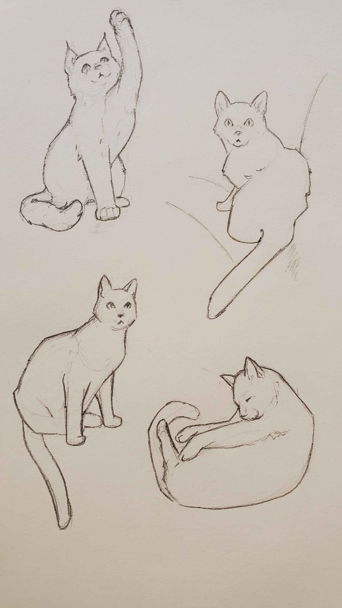 pencil sketches of four cats