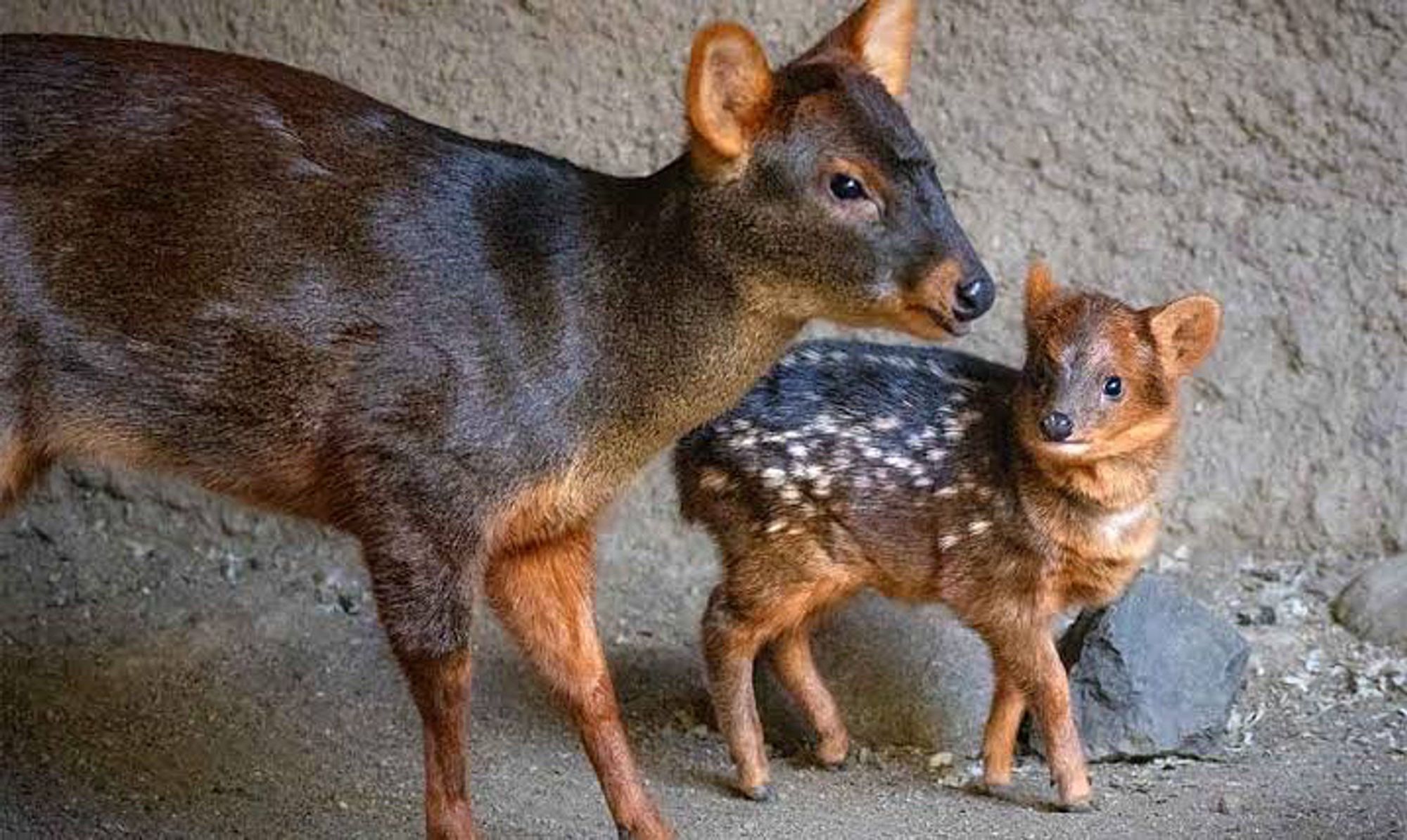 A mother and fawn pudu, a deer about the size of a corgi