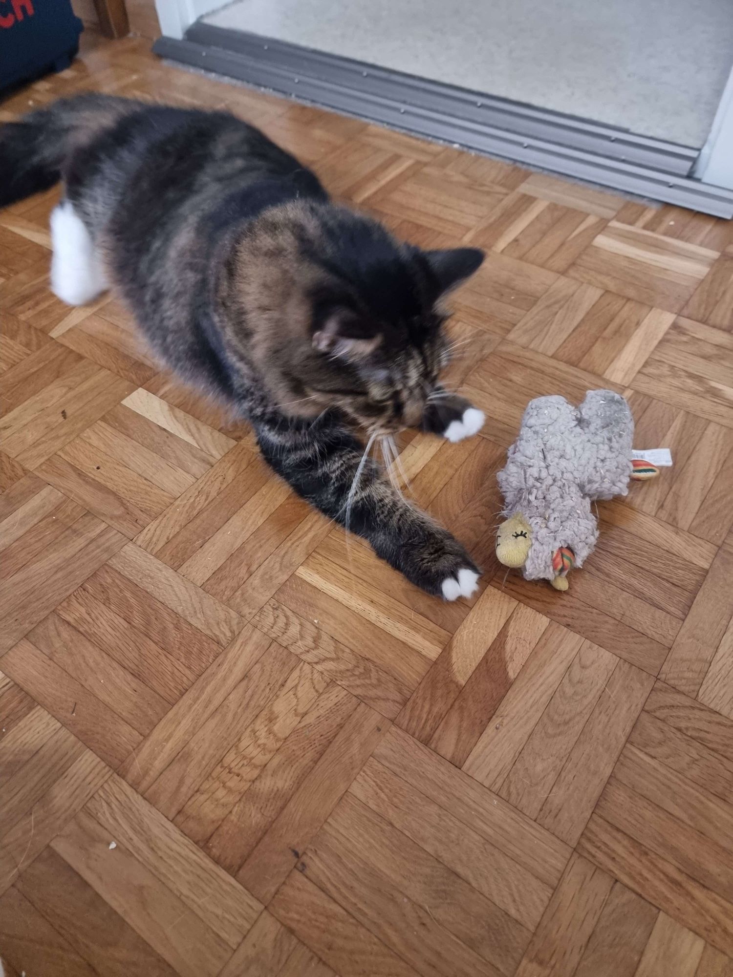 Tabby-white cat plays with alpaca toy