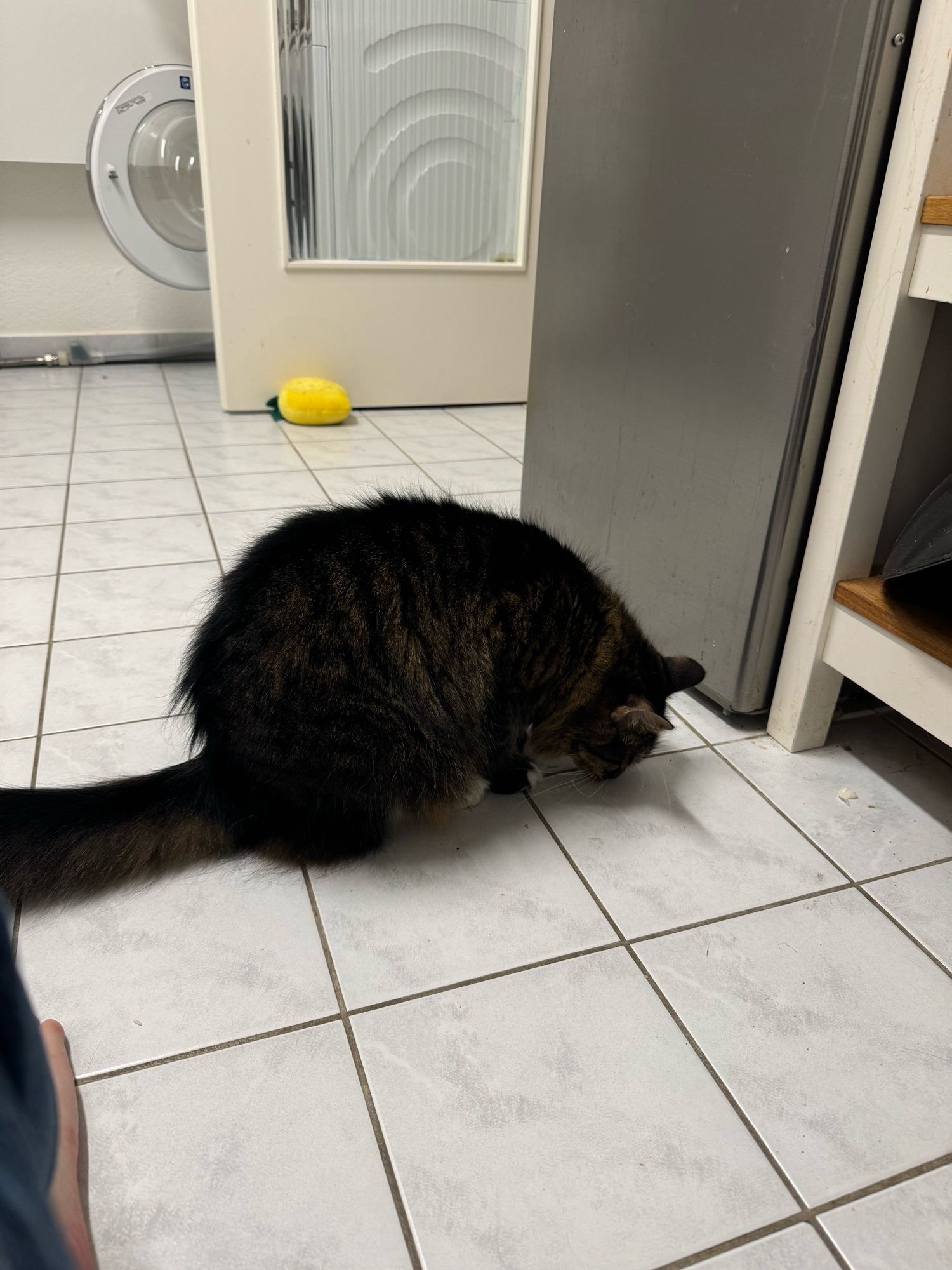 cat is fascinated by object of unclear nature in kitchen