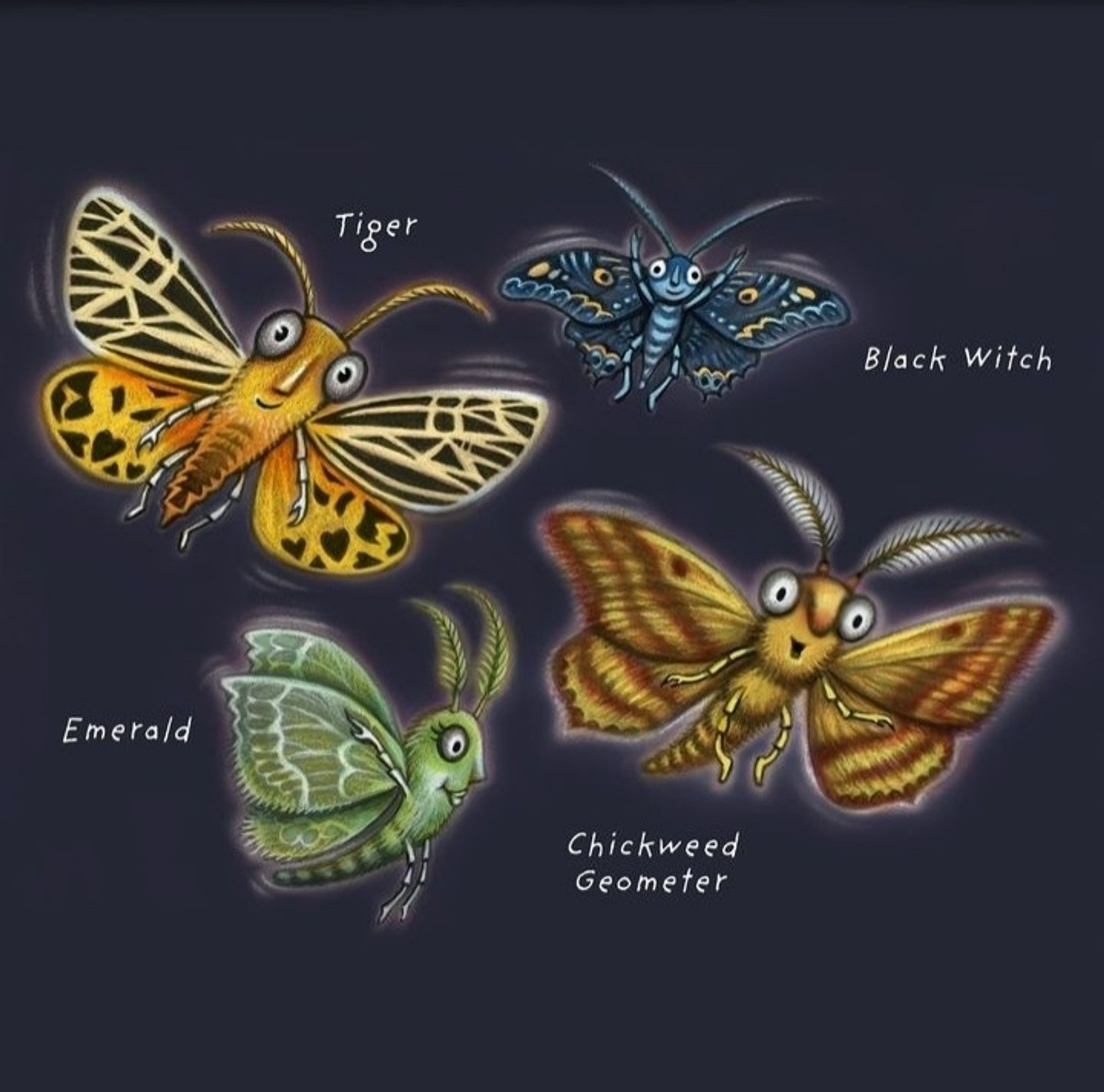 Illustration of 4 moths with funny faces.  includes their names.