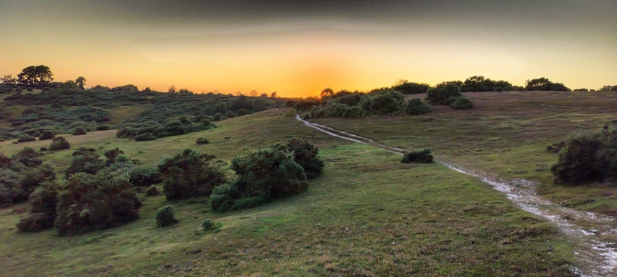 Sunset in the New Forest