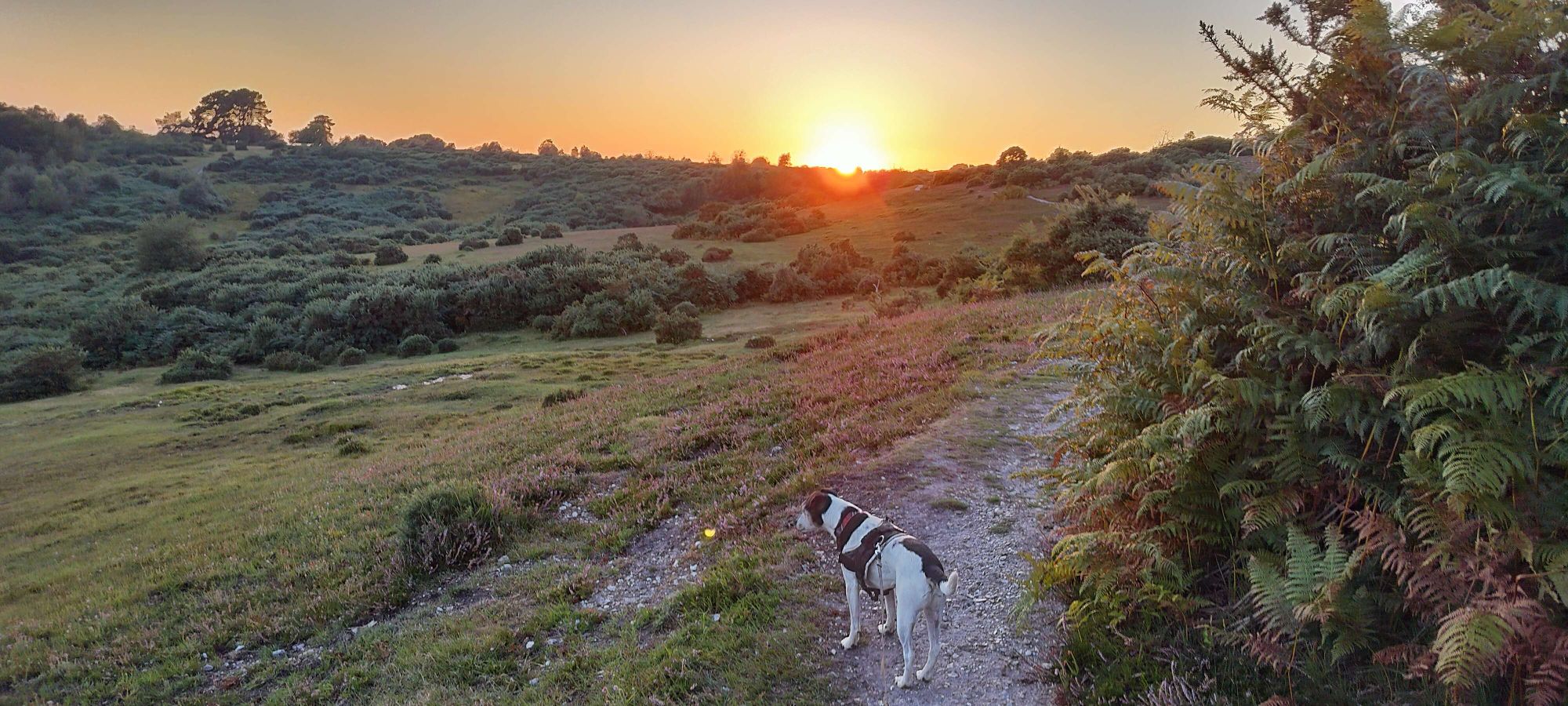 Dog walk in the New Forest