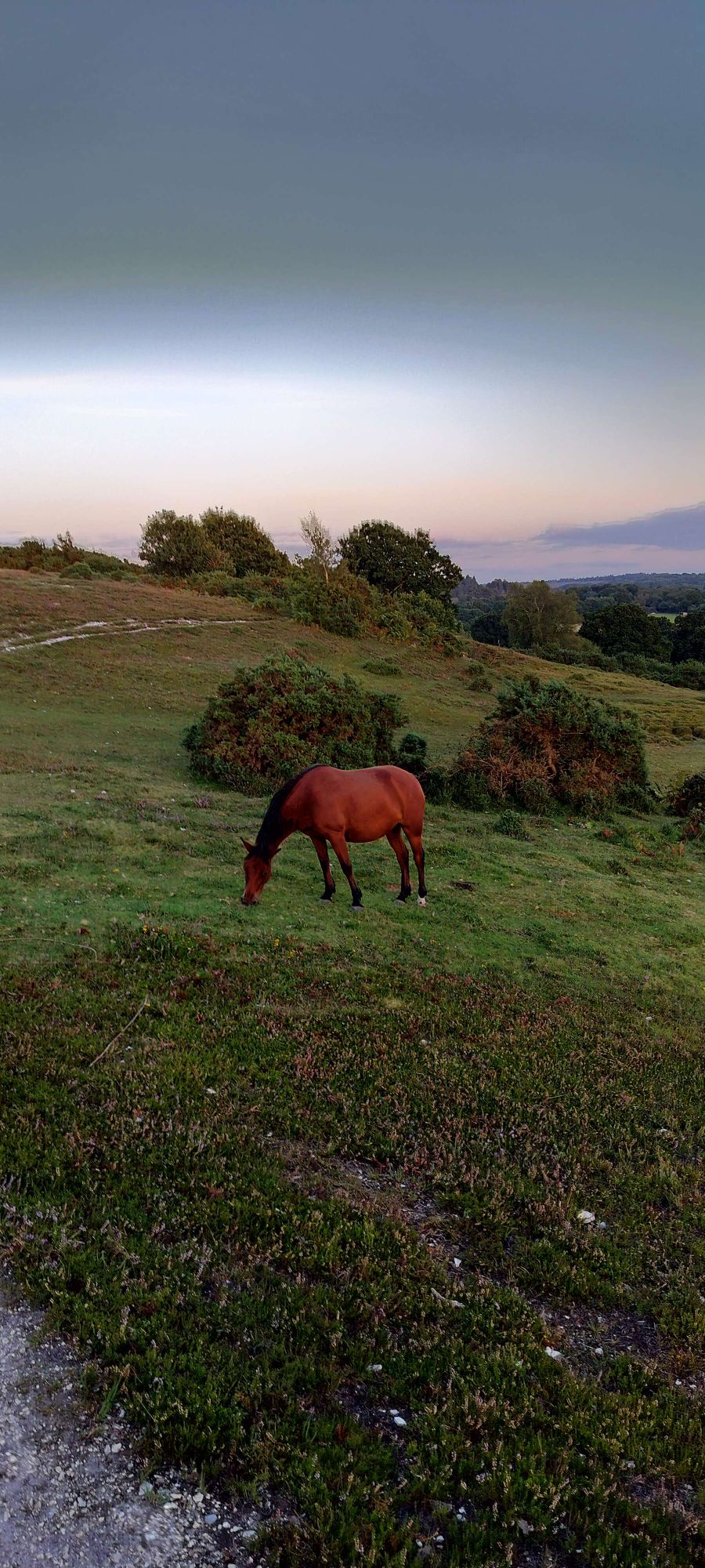 Horse in the New Forest