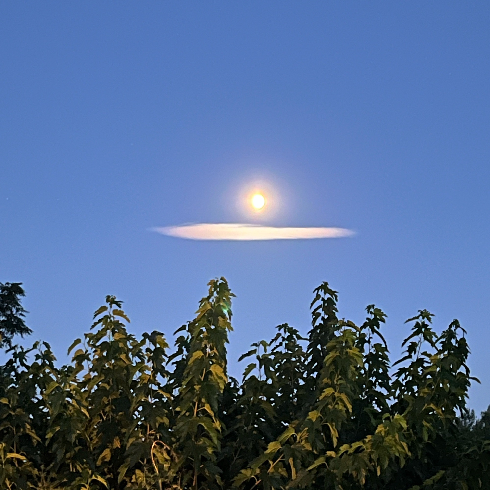 La lune sous un nuage dans un ciel encore bleu.
Le mûrier au premier plan.
