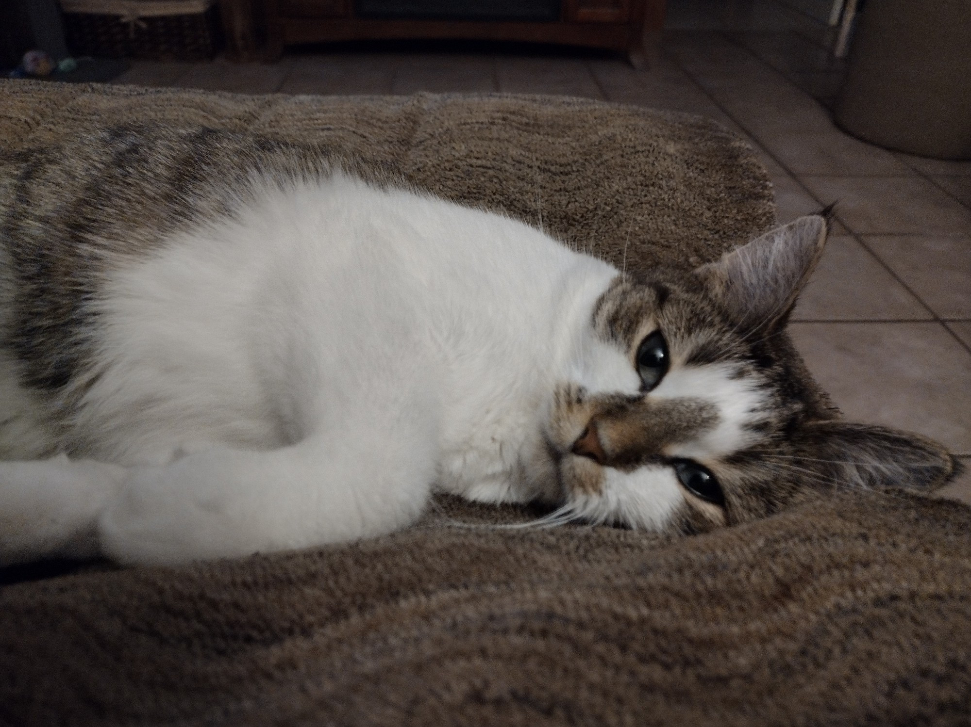 A very sleepy little tabby cat laying on her side with an exhausted expression on her face.