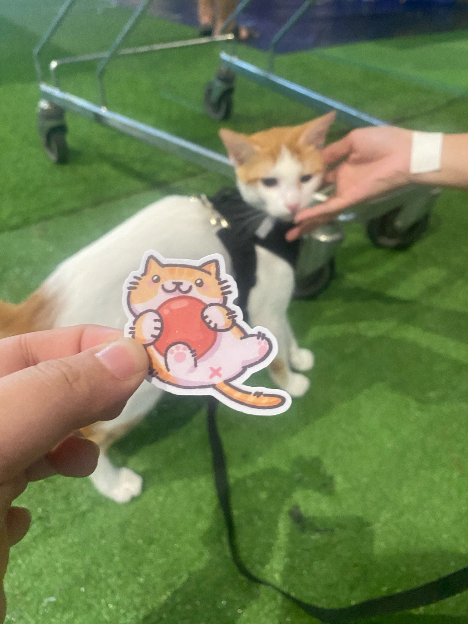 My neko atsume sticker with a cat with similar patterns