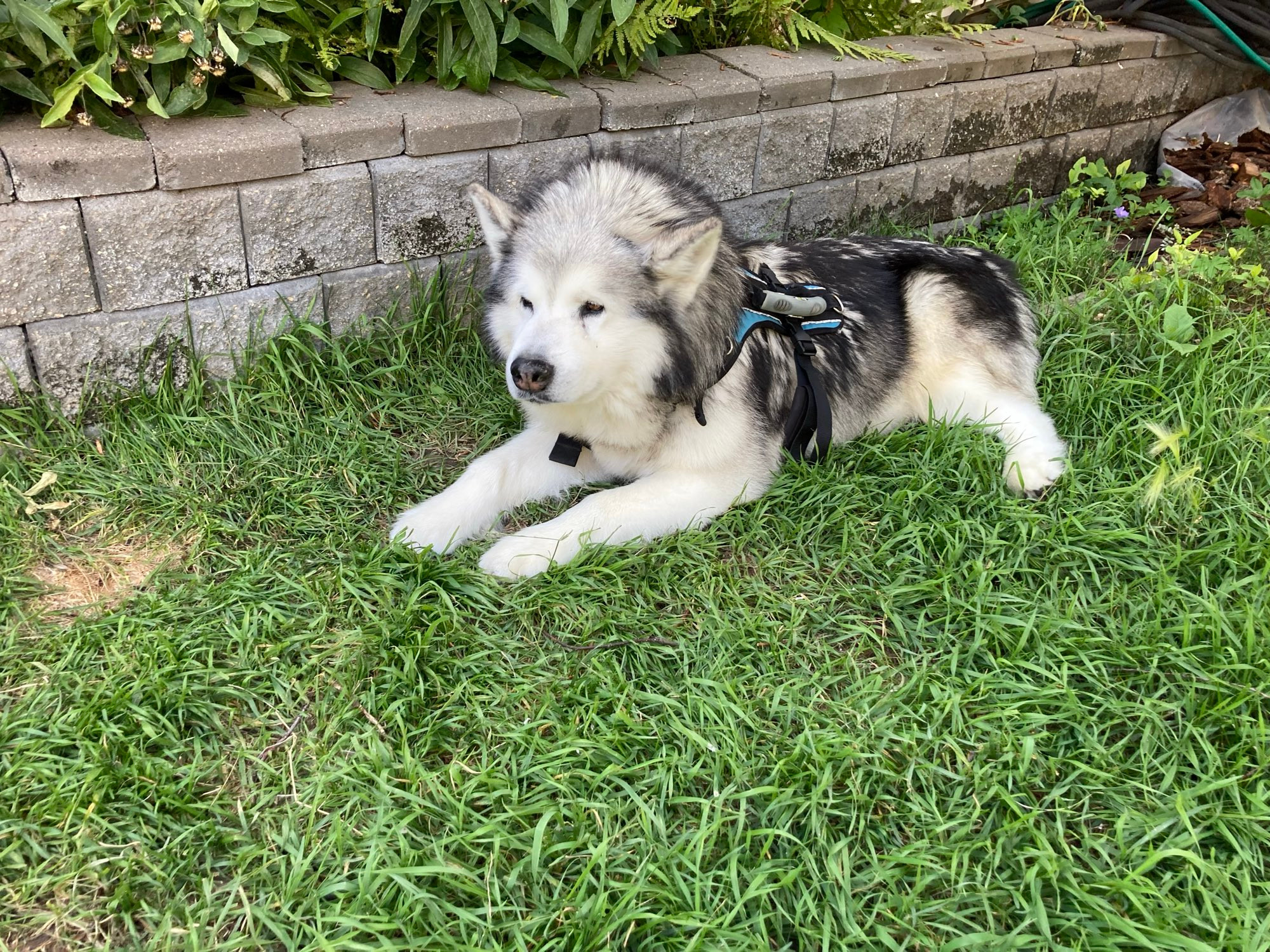 A black and white malamute dog lies in the grass beside a grey brick retaining wall. He has a huge fluffy head. His name is Vinnie Van Go