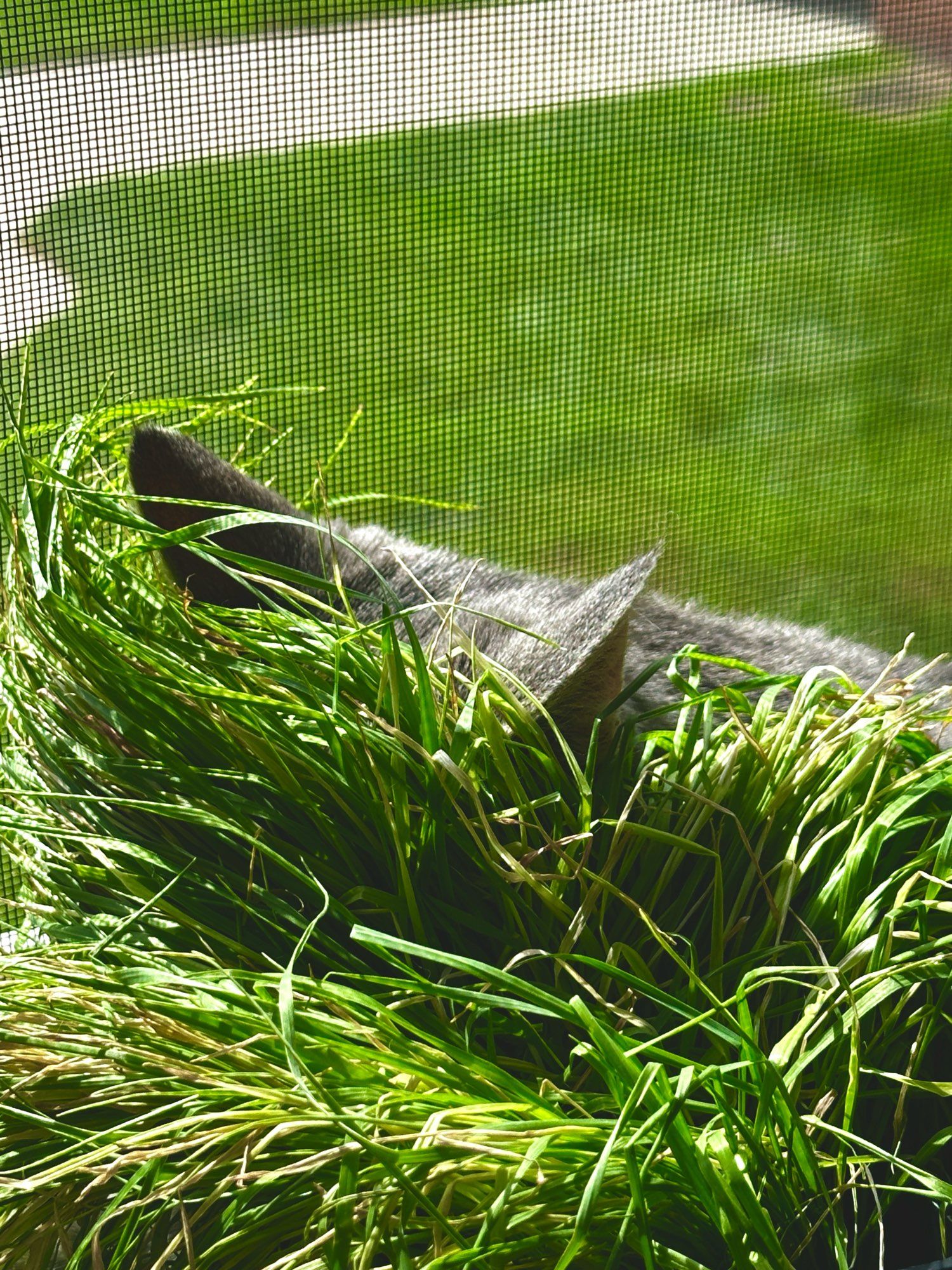 Two small grey cat ears sticking out from behind a small pot of cat grass in the window.