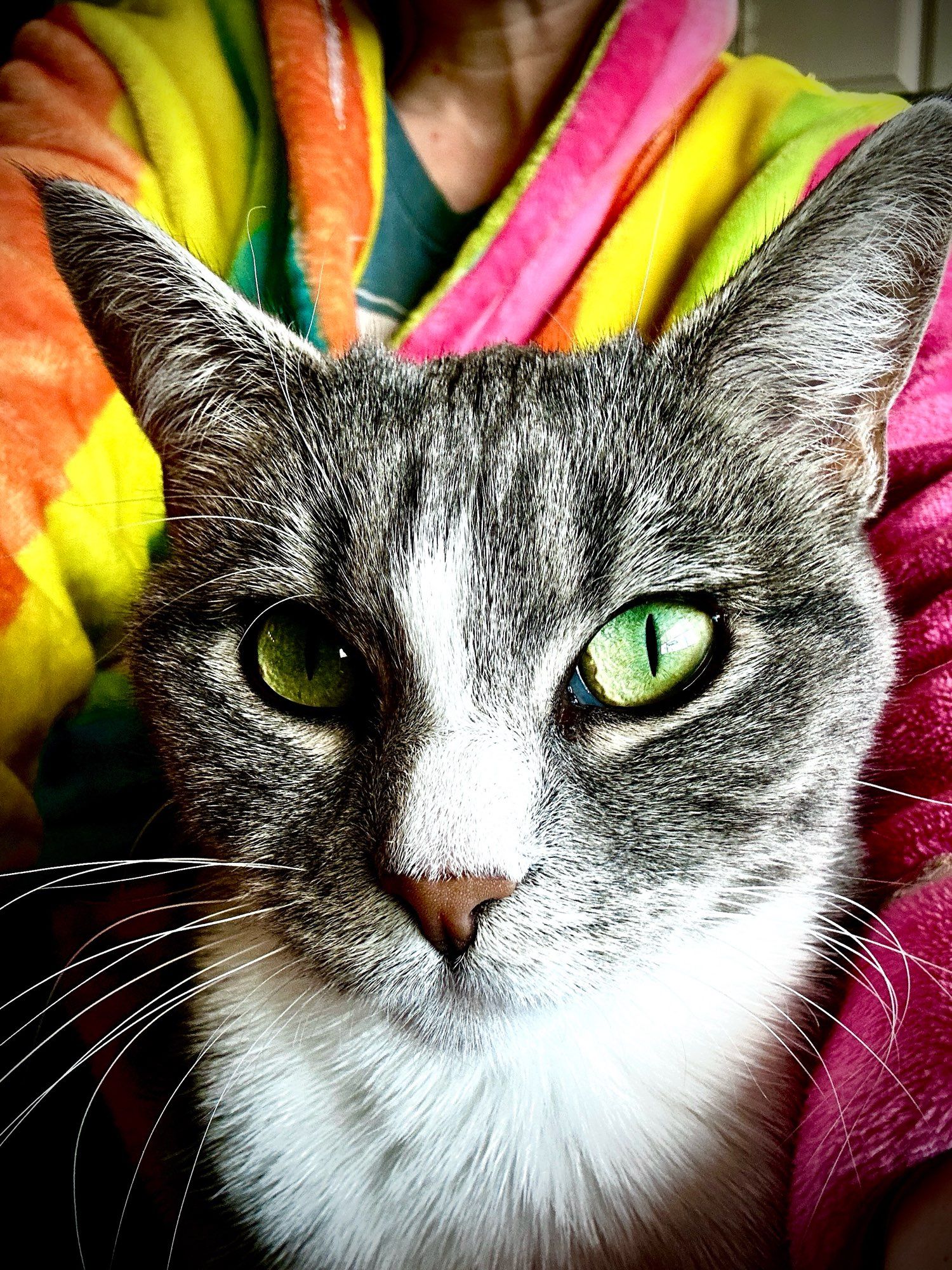 A grey and white cat with green eyes looking directly at the camera.