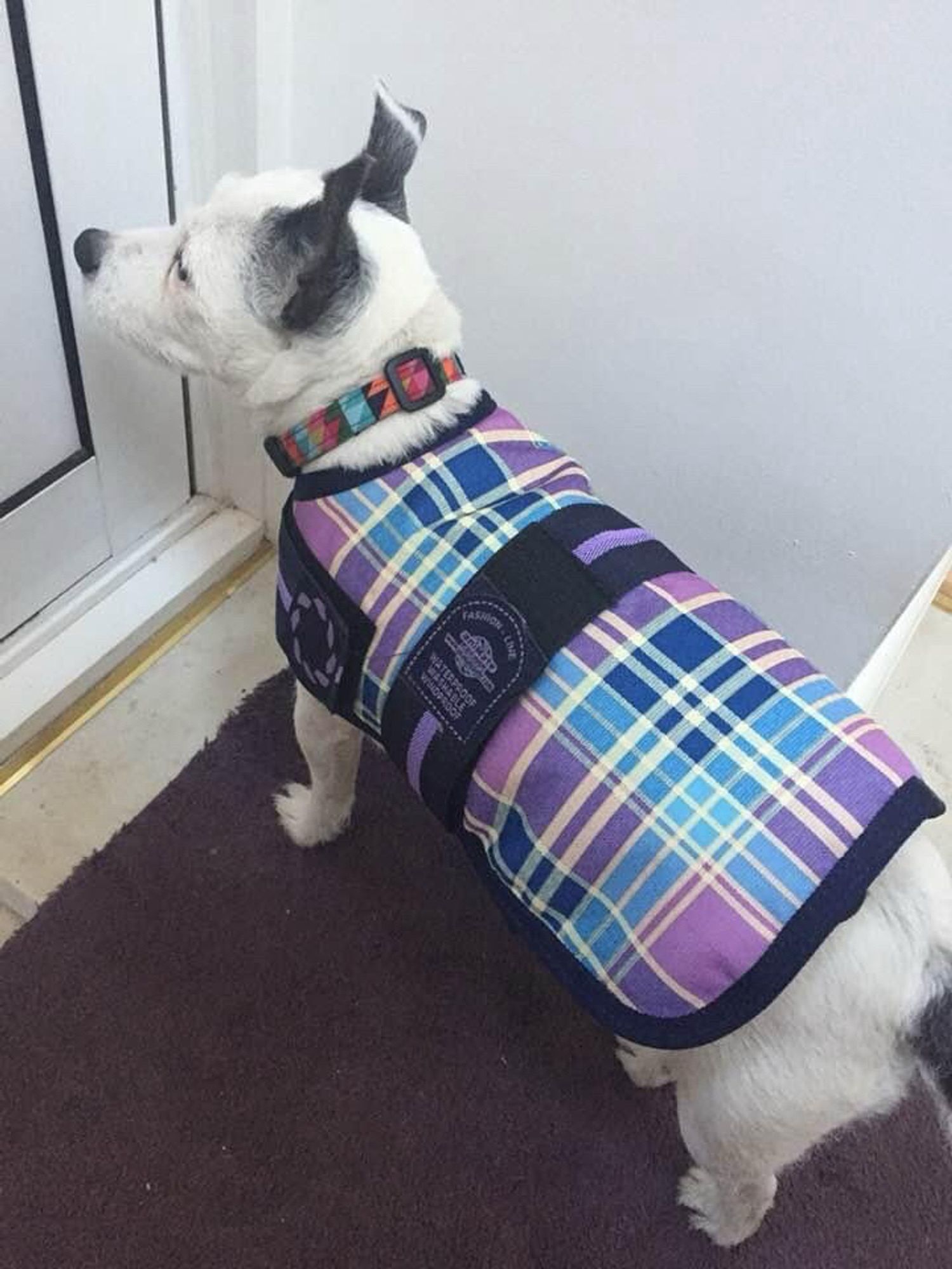 Small white JR terrier wearing a tartan coat waiting by the door to go out for a walk.