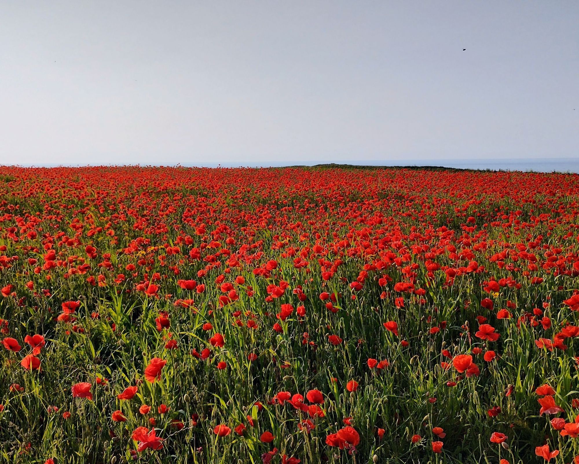 Meadow of bright red poppies under a blue sky with light haze, with the sea visible in the background.