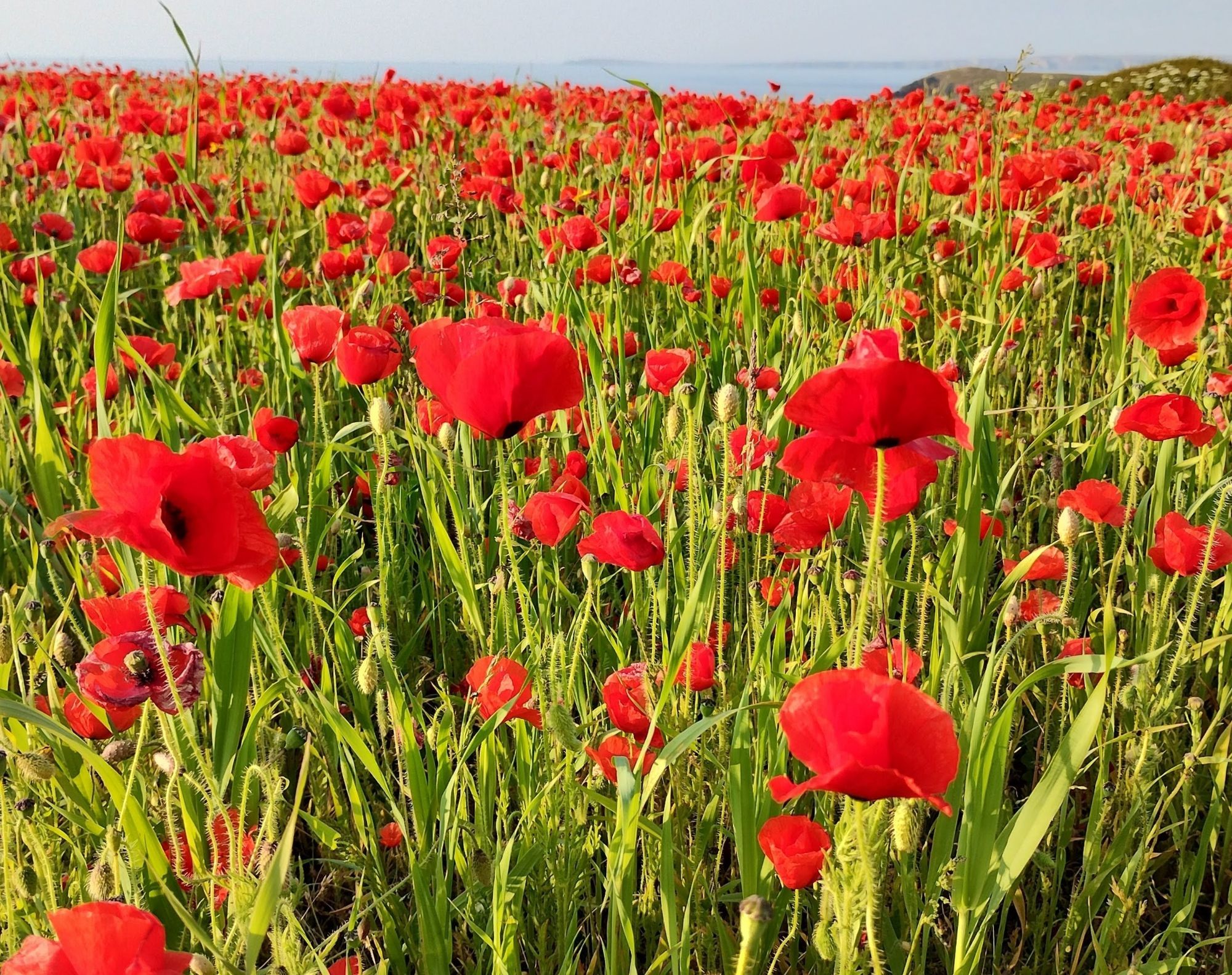 Meadow of poppies with the sea and low hills visible in the background, on a bright sunny day.