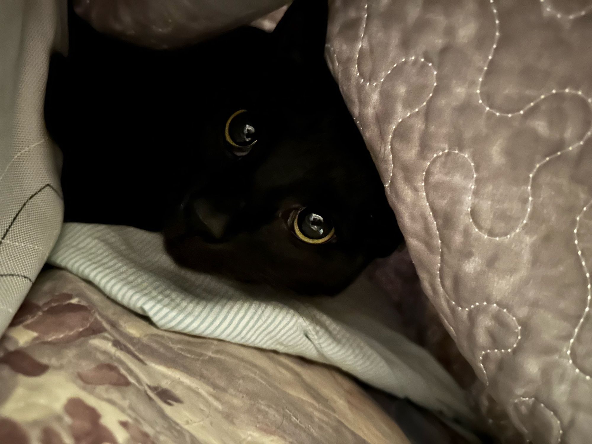 tiny black cat with enormous eyes snuggling between sheets