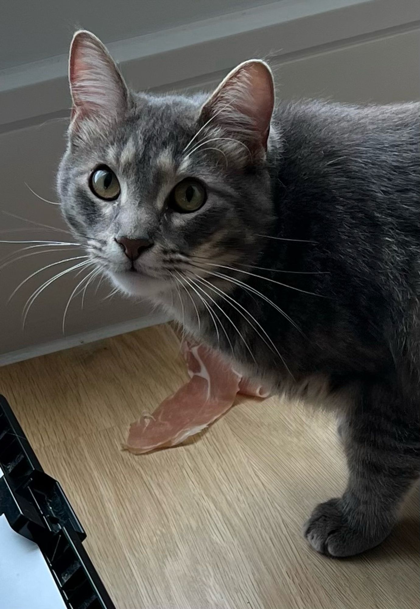 Gray cat, looking surprised at being caught with the prosciutto he snagged off the counter