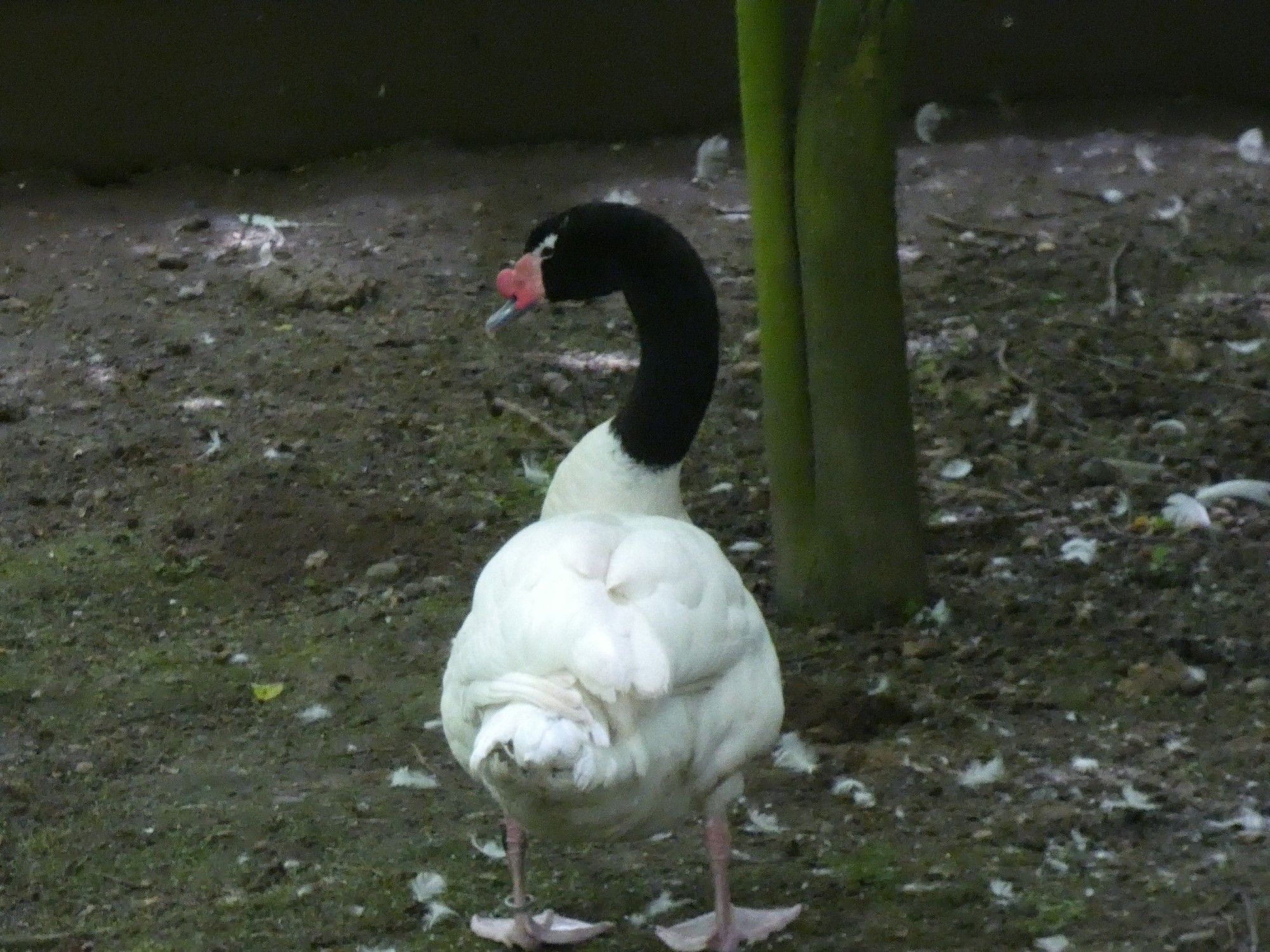 Large waterbird with white body and long black neck