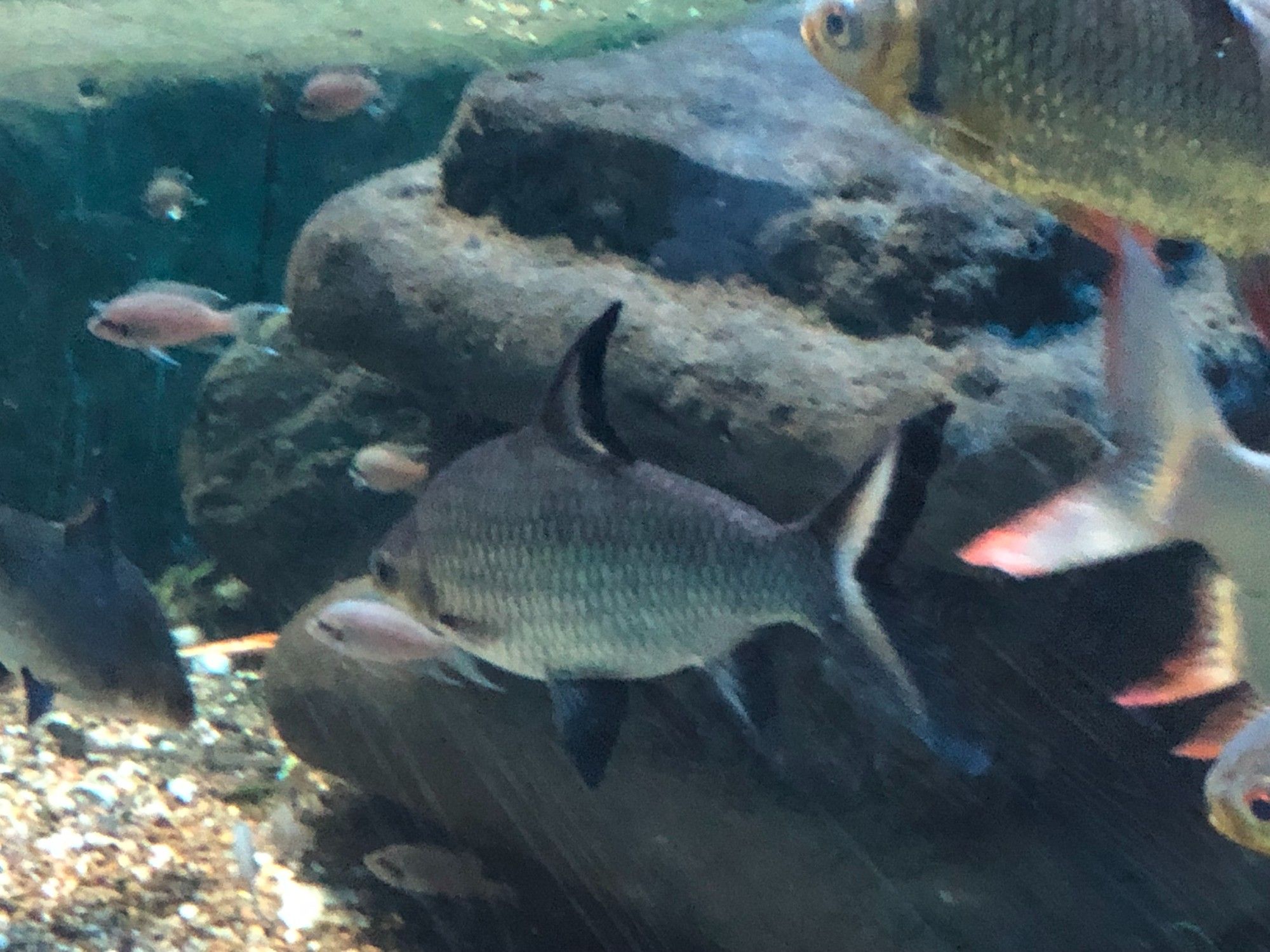 Streamlined silver fish with black-edged fins.