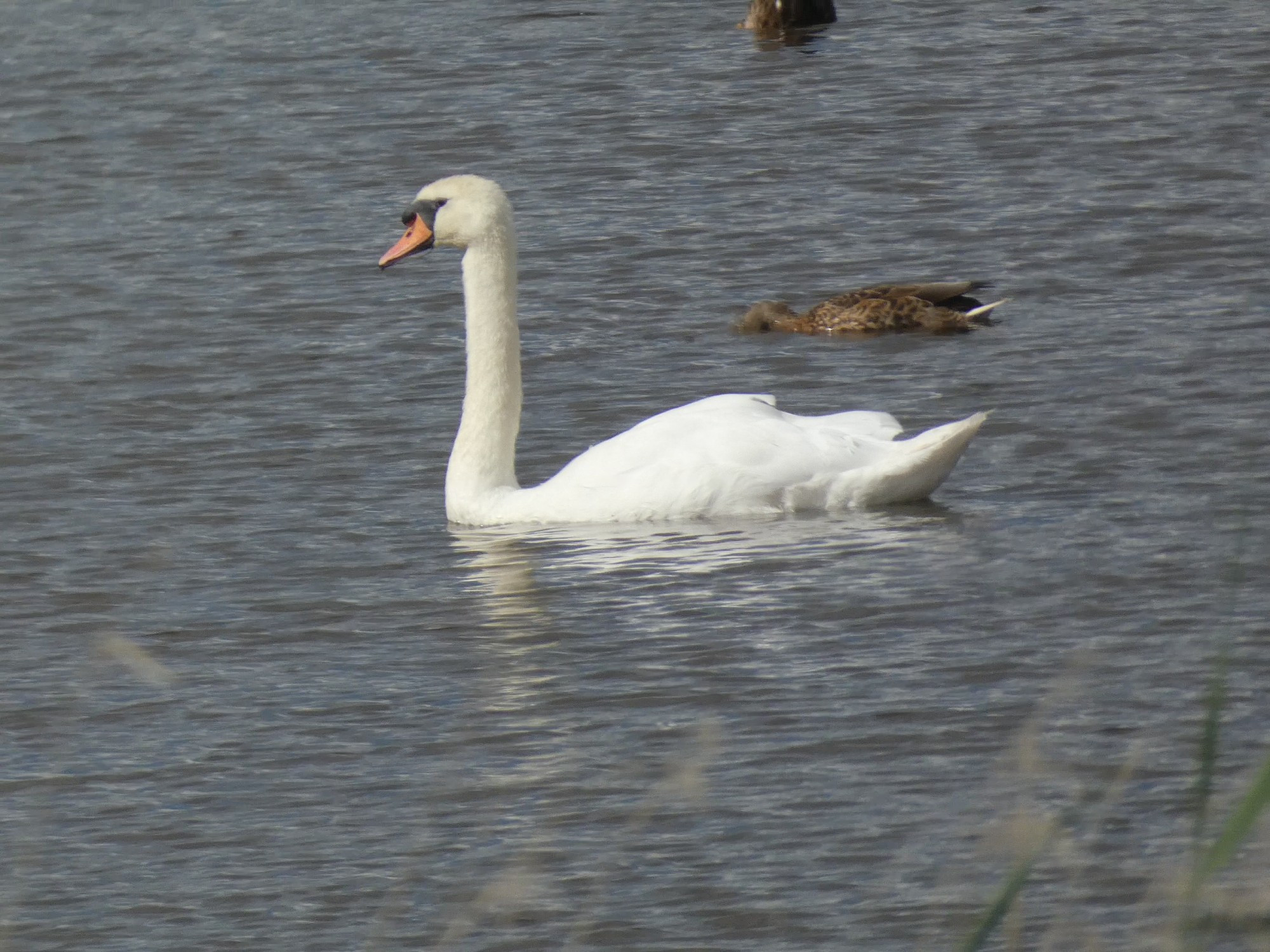 Large, white, long-necked water bird with orange bill swimming.