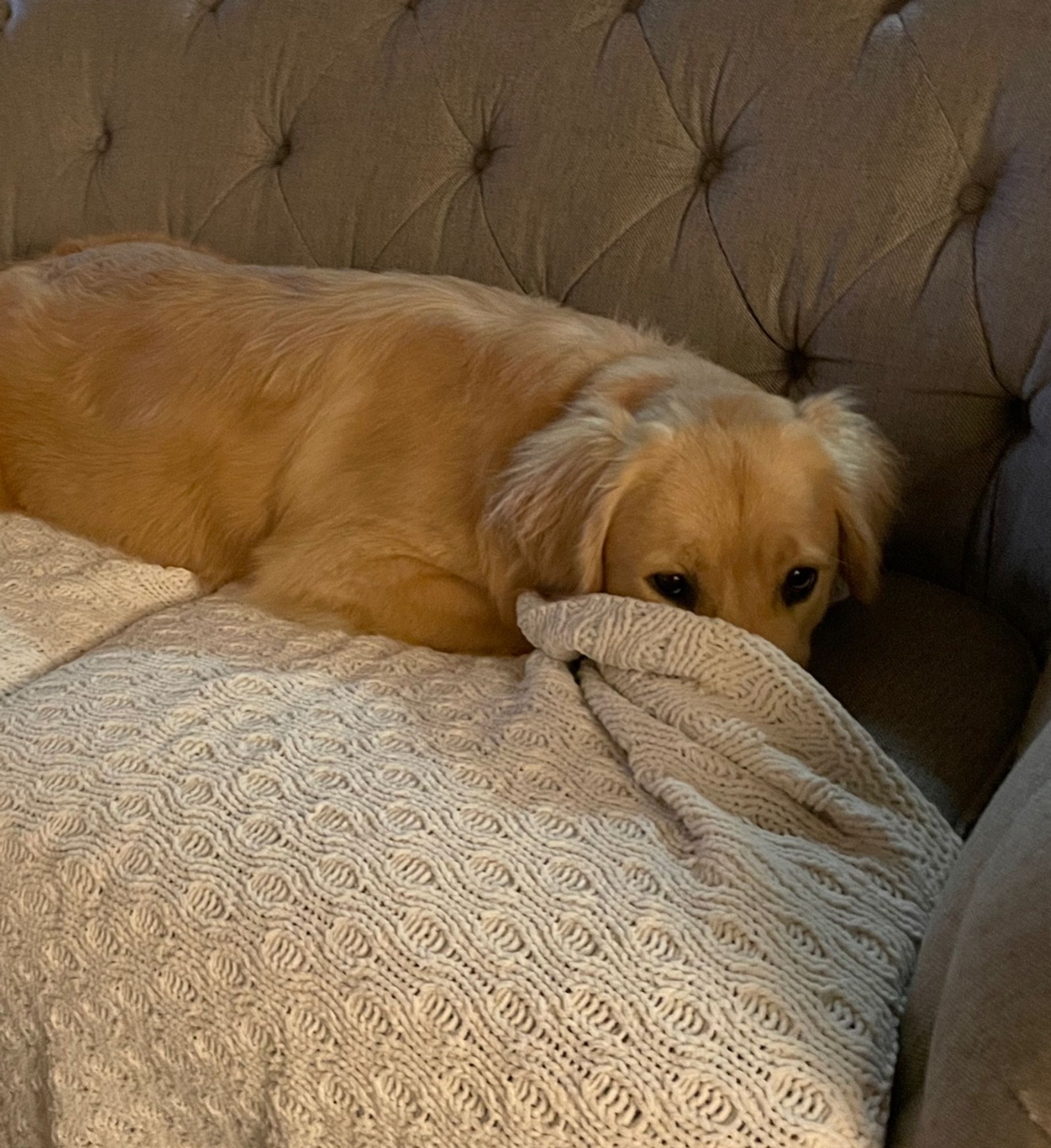 Tesco the golden retriever lies on a grey couch hiding her about under a white blanket