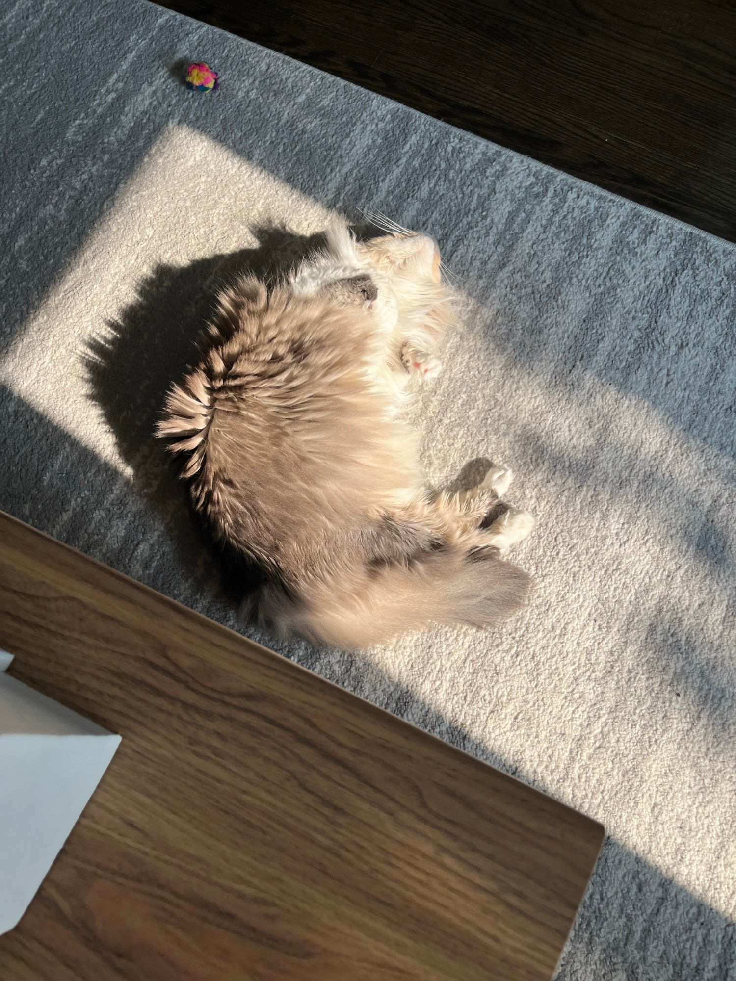 a sunbathing cat