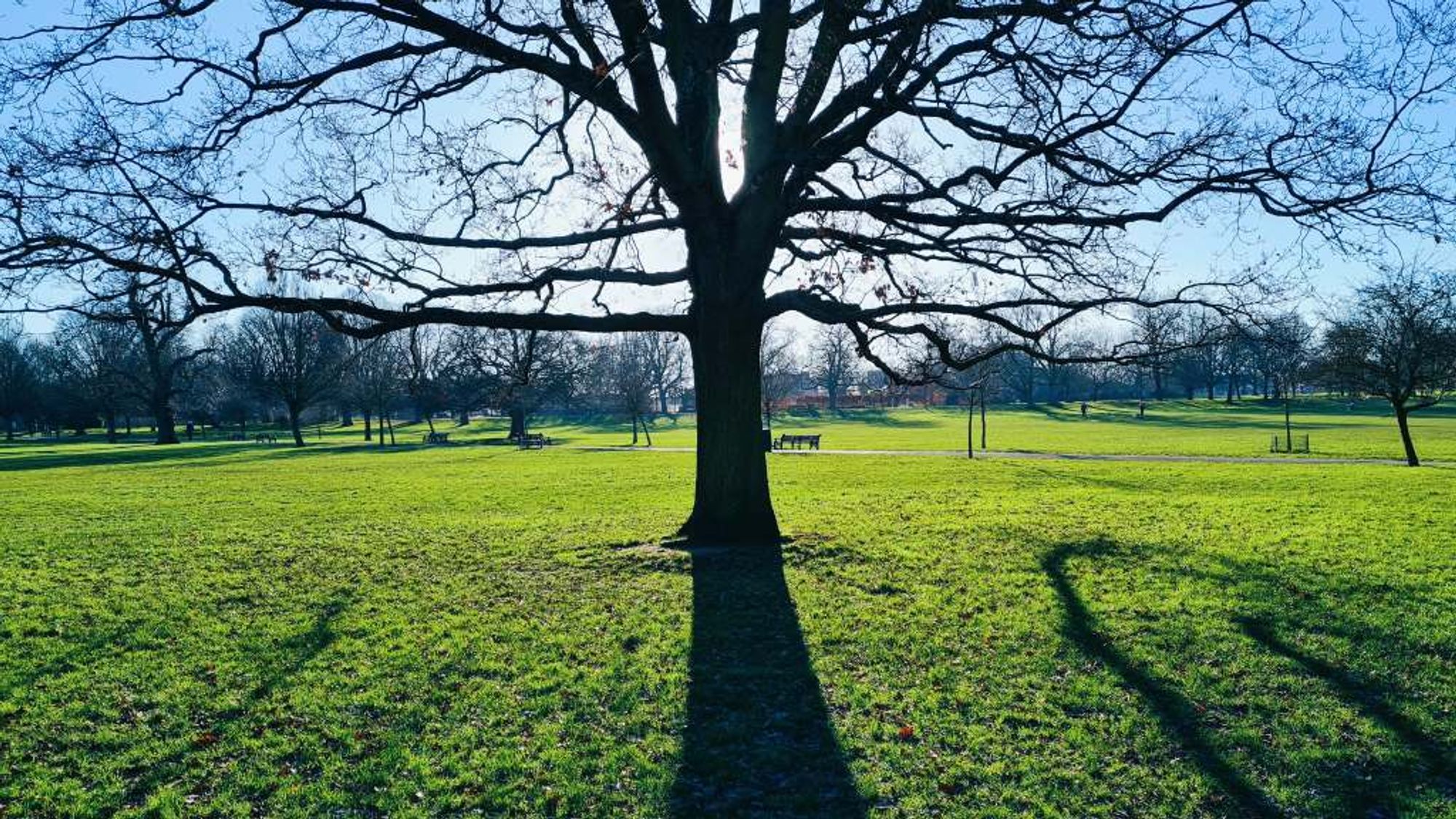 behind the shadow of a big tree in winter on a sunny day in the park