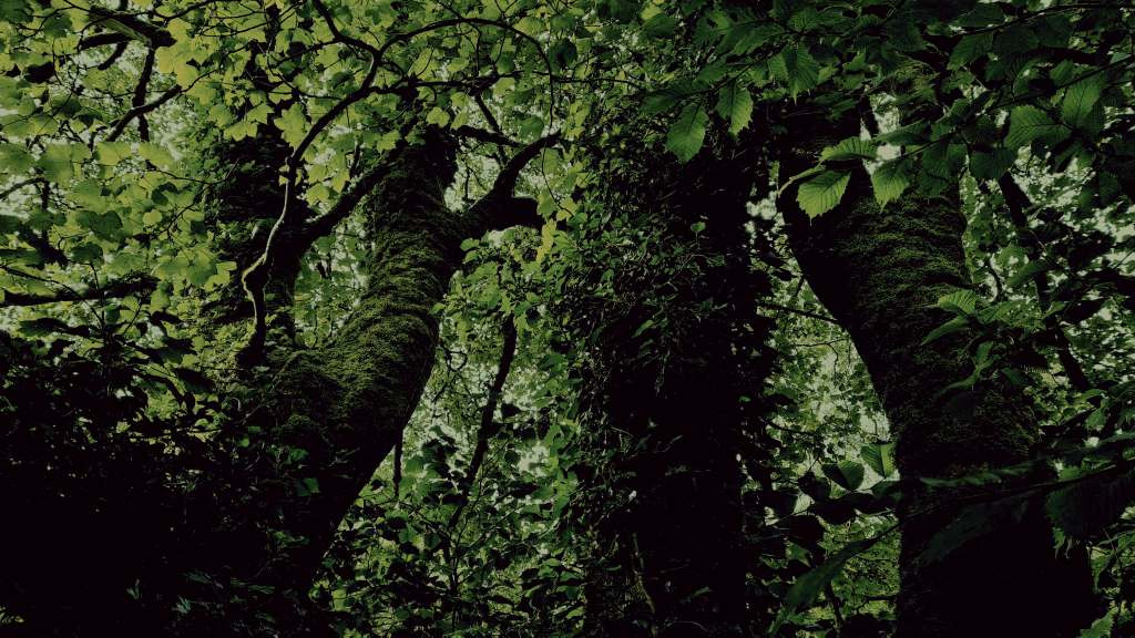 thick tree trunks covered in green moss and ivy