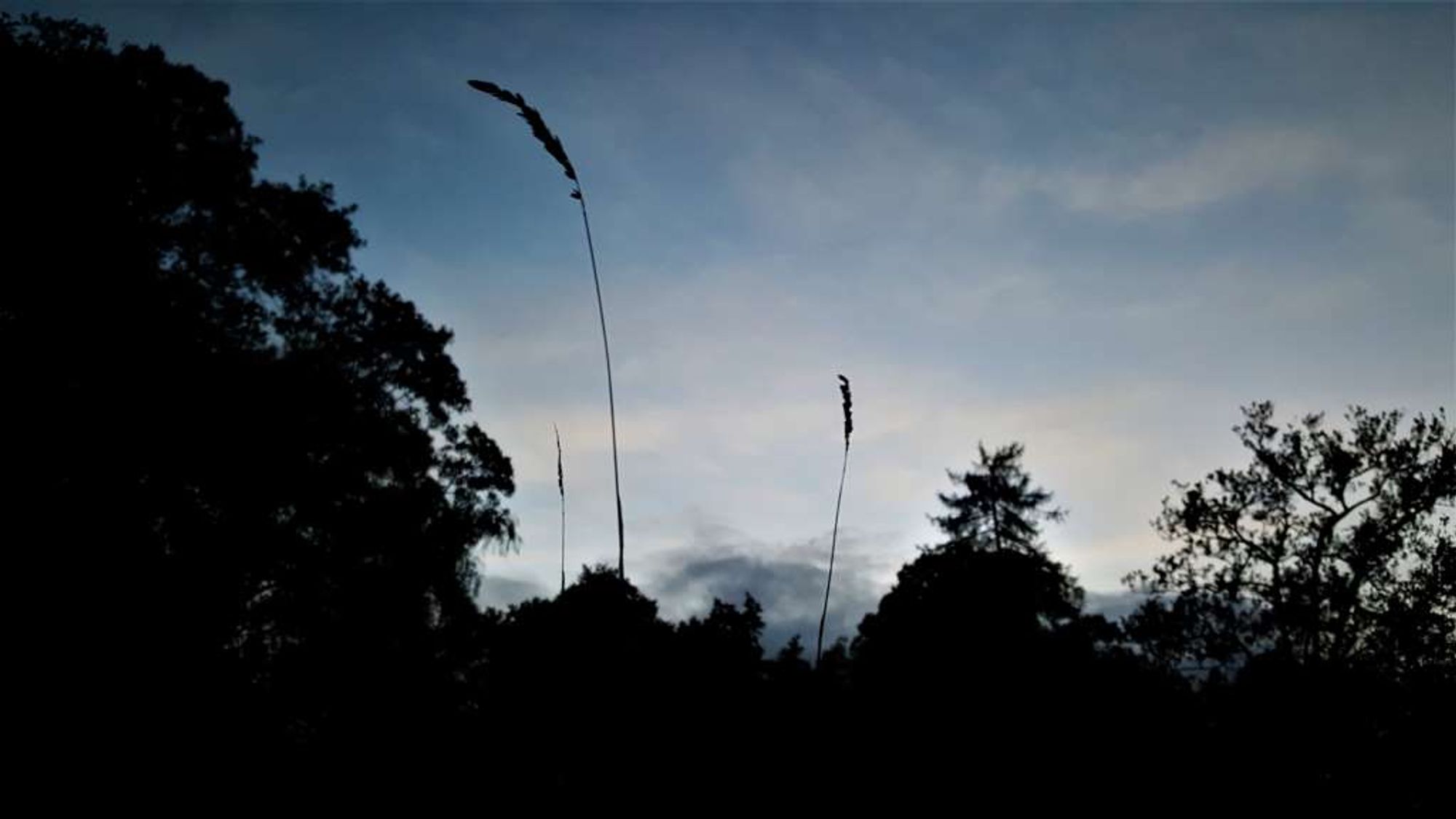 dusk light, trees and long grass in silhouette.