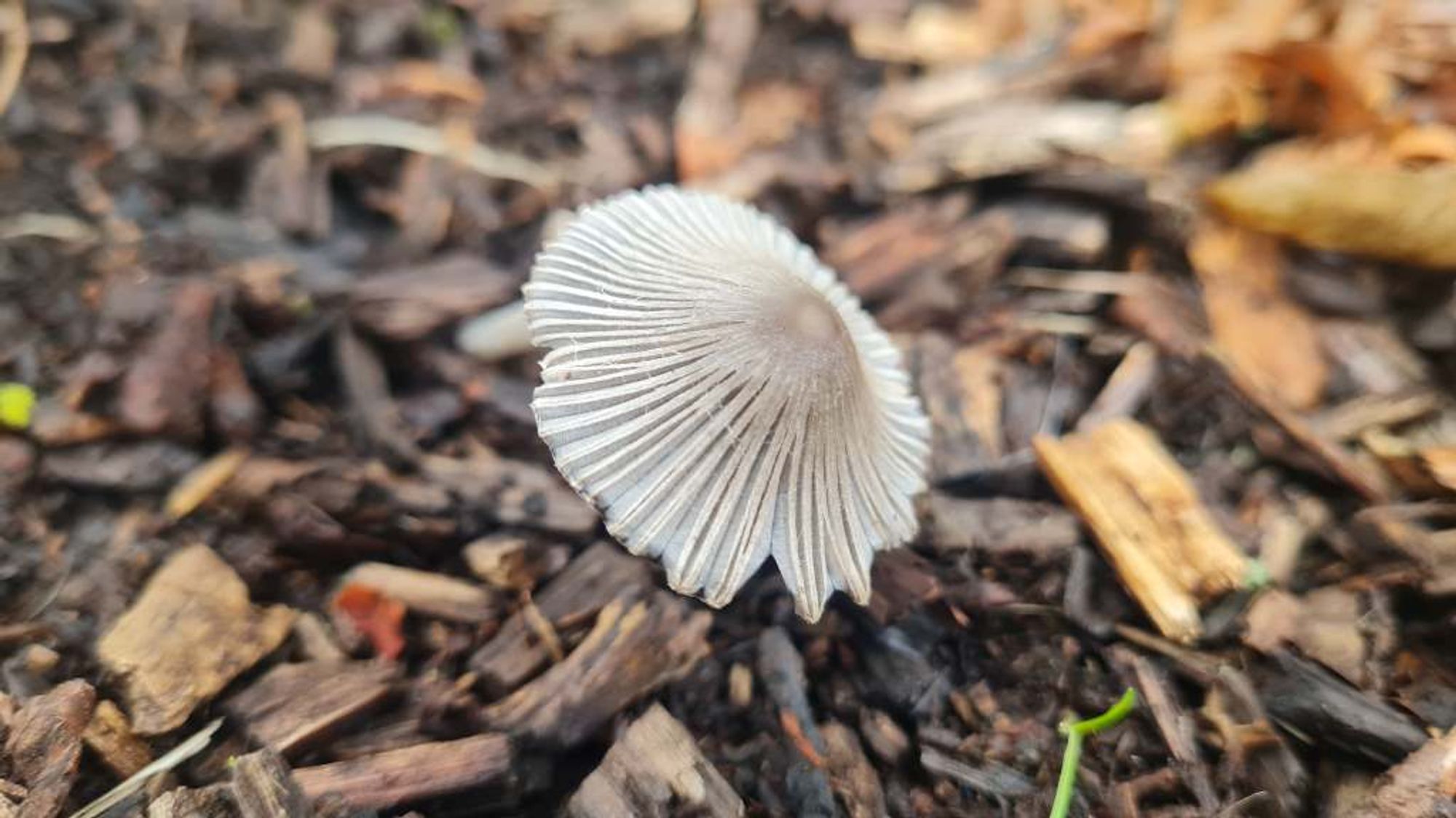 pleated inkcap mushroom. very delicate. beautiful gills on the top. grey / white. thin stem.