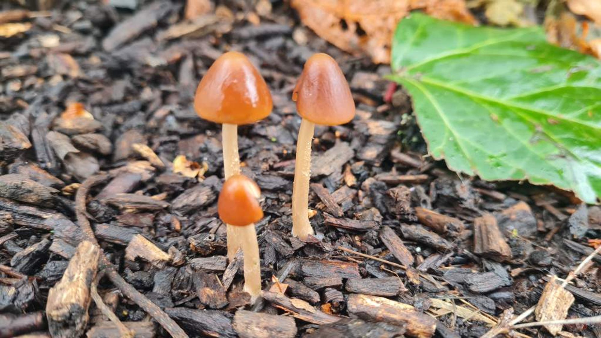 three tiny mushrooms with long thin stems. each has a cone-like hat on which are slightly shiny. brown / orange colour.