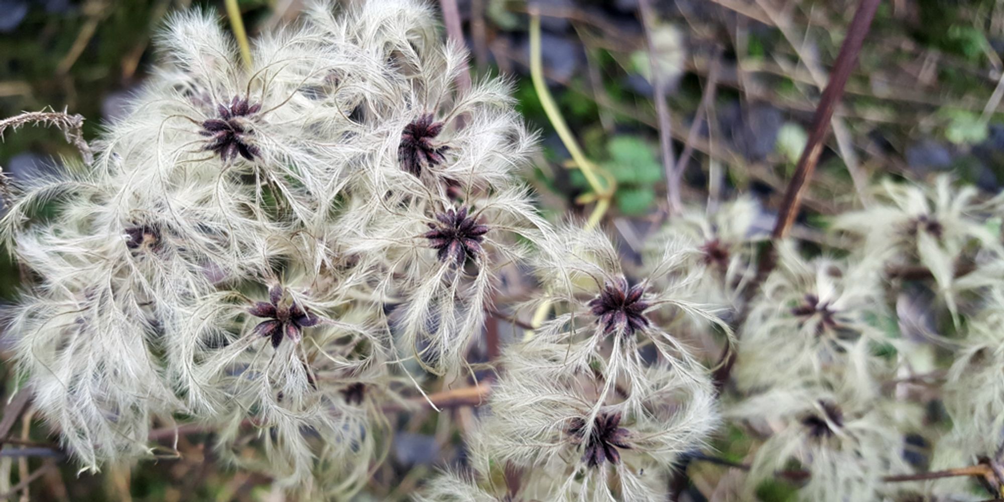 white feathery plant in a winter hedgerow.