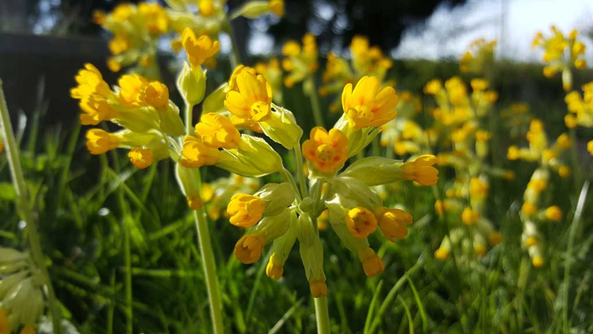 bright yellow cowslip flowers in the spring sunshine