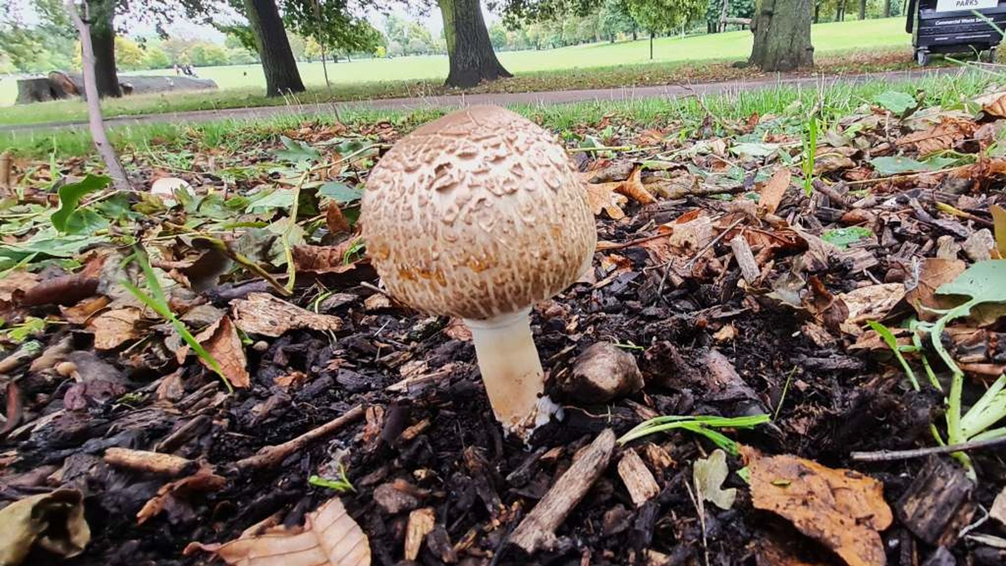 large brown mushroom with a domed top. still growing. others around it were flat. in the park next to a path.