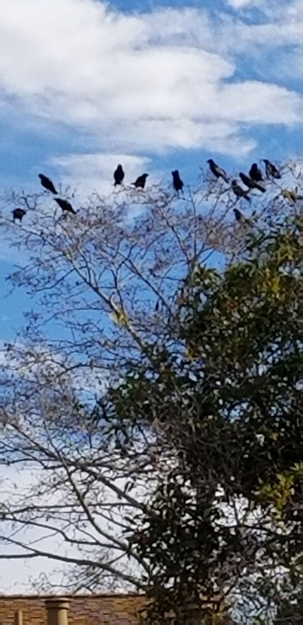 Black crows perched in a giant tree