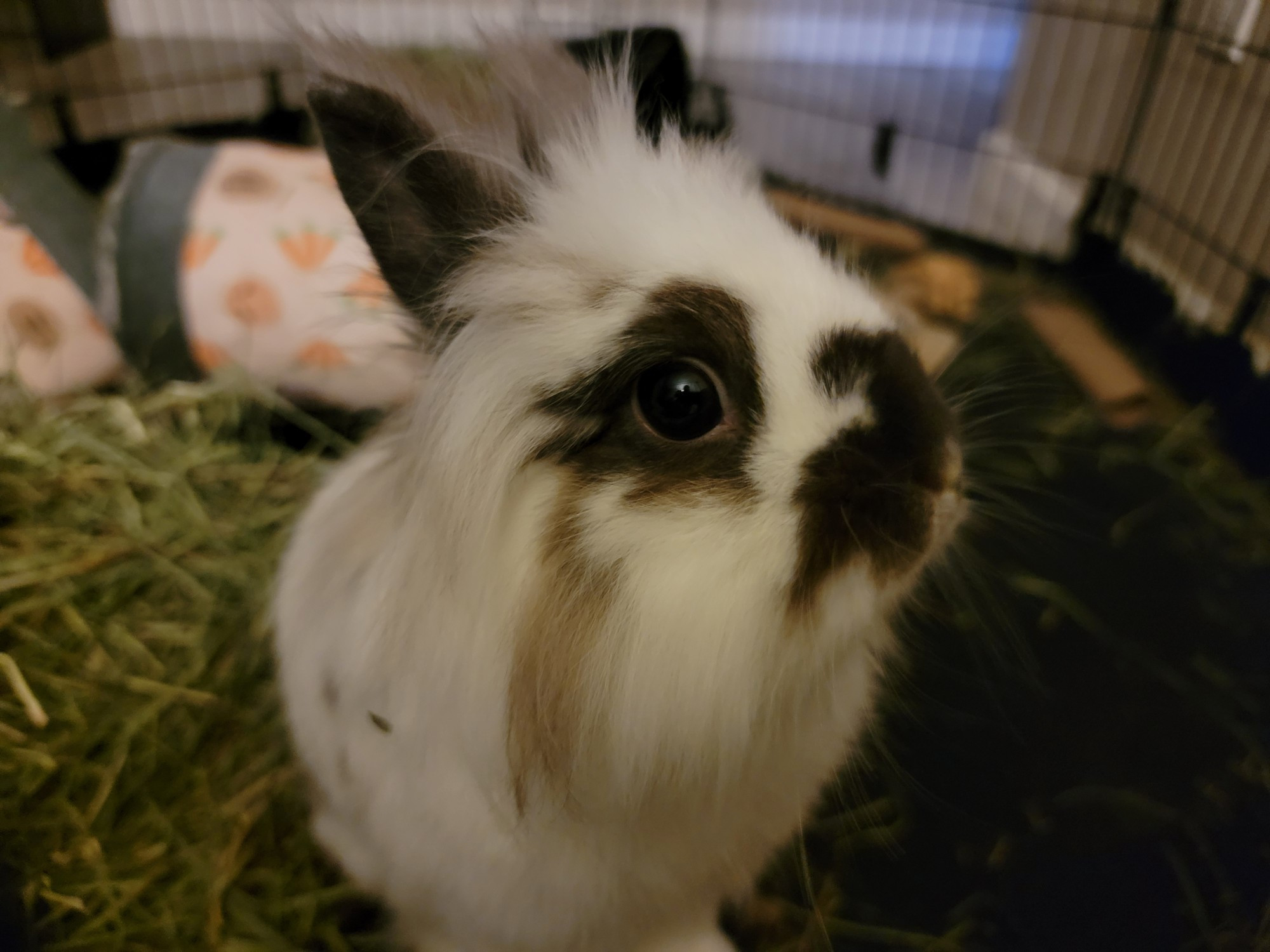 My adorable lion head bunny, Frodo! She is white with brown patches, and has the cutest face ever.