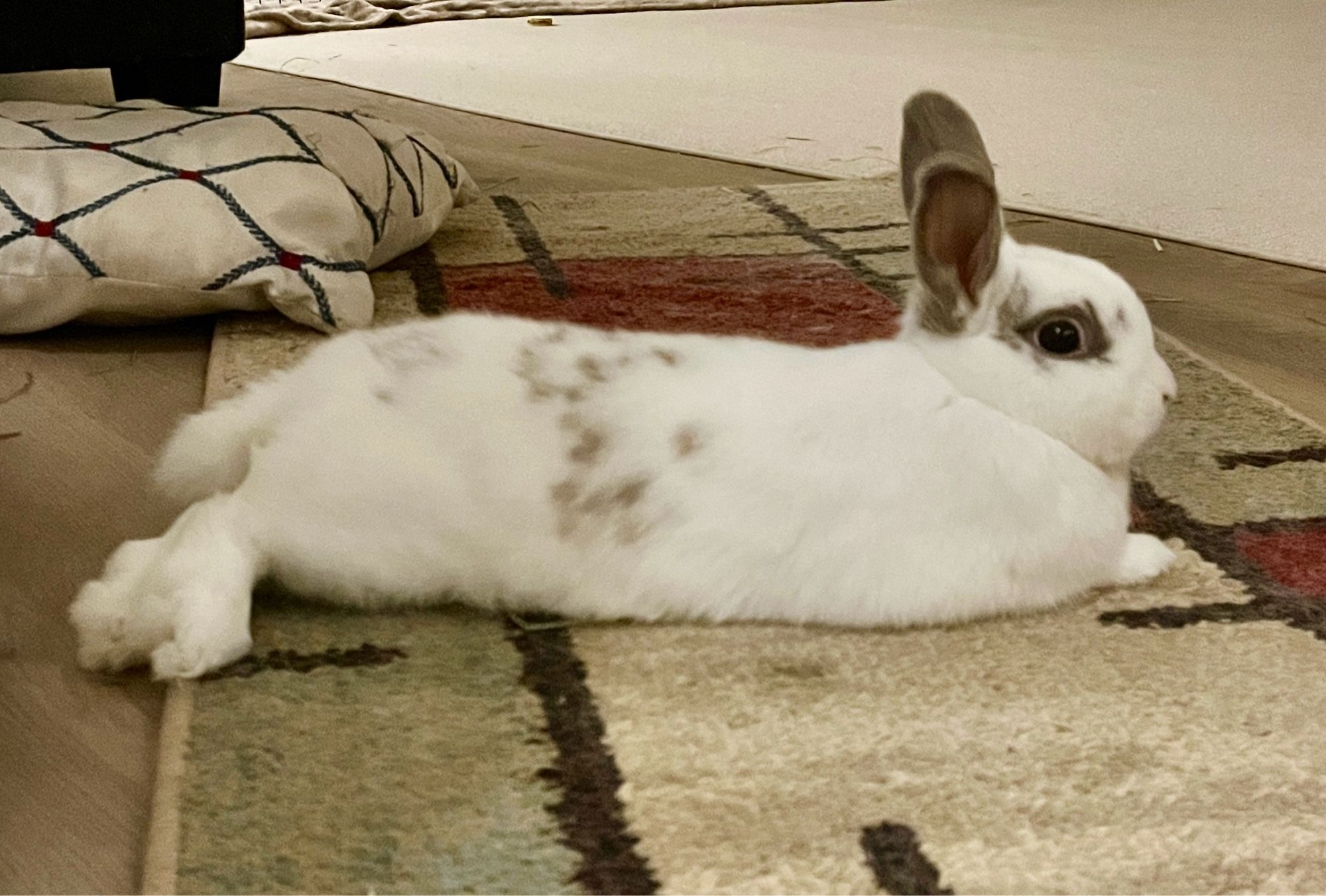 One of my white house rabbits.