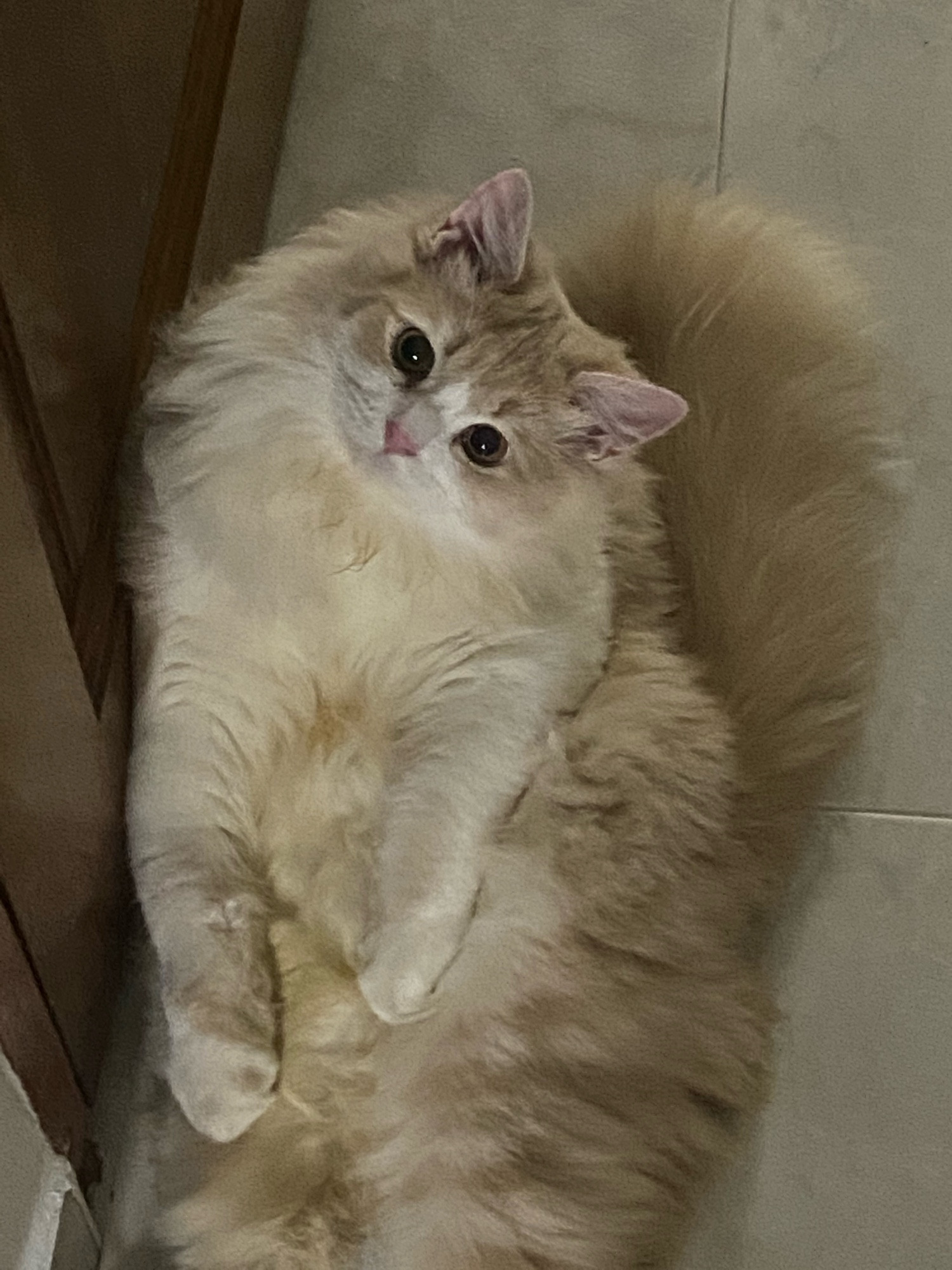 fluffy cat named bigman
