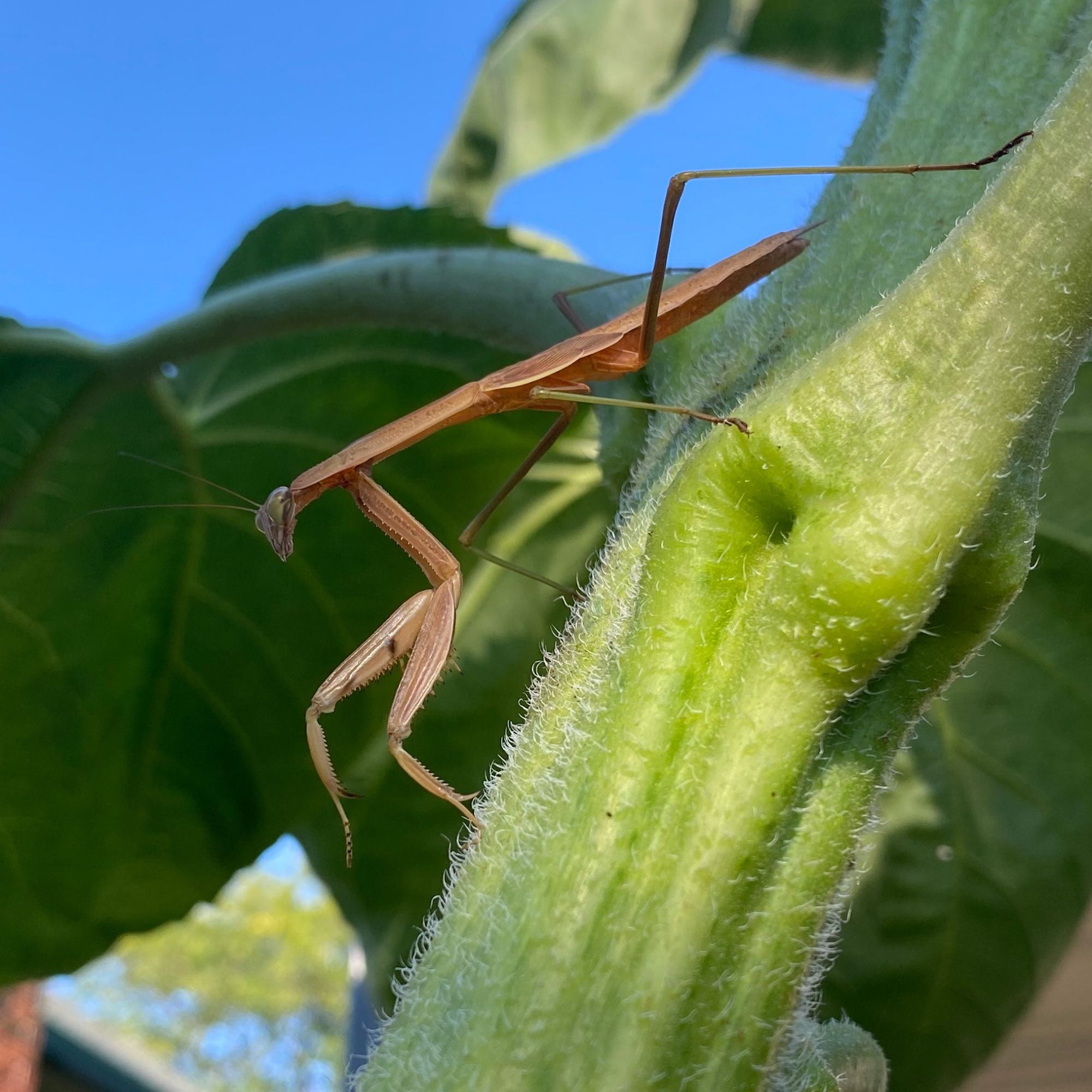 Large brown mantis climbing down a large sunflower stem