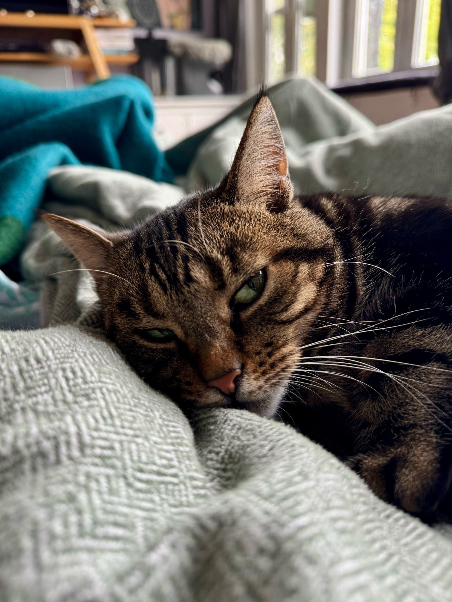 Kleine Katze liegt mit dem Köpfchen auf der Bettdecke auf dem Bett und schaut müde in die Kamera