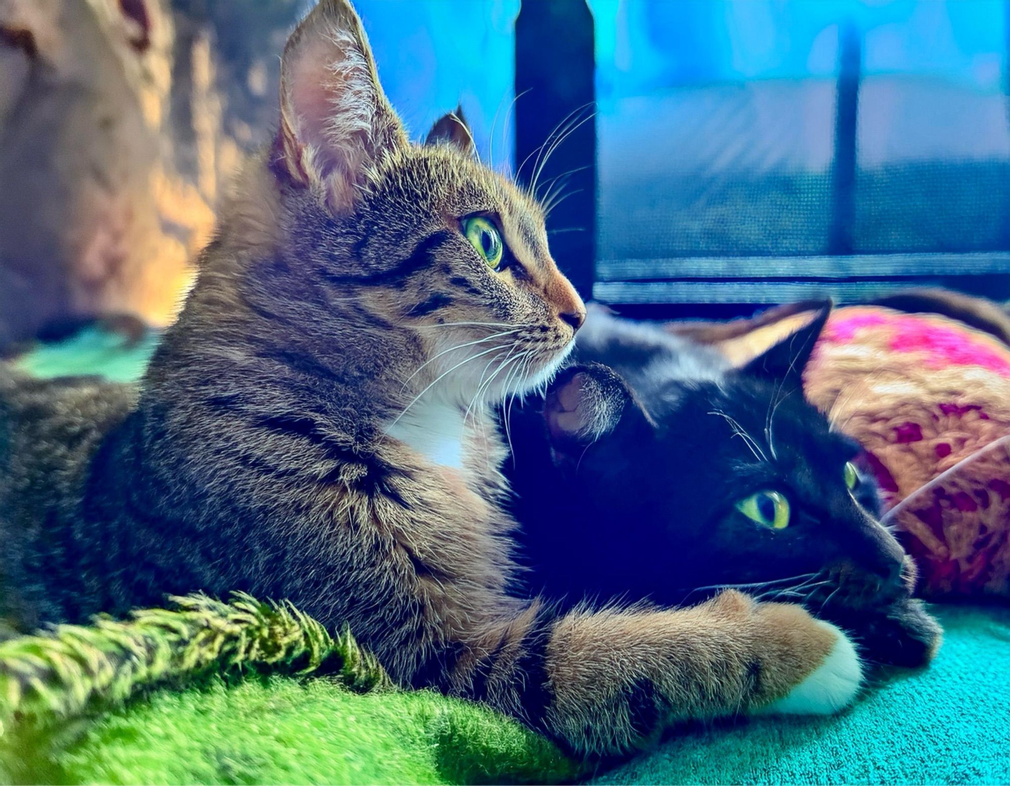 Zwei Katzen liegen beieinander mit schöner Decke und Kissen.
Es sind nicht ganz die echten Katzen, aber schon nah dran