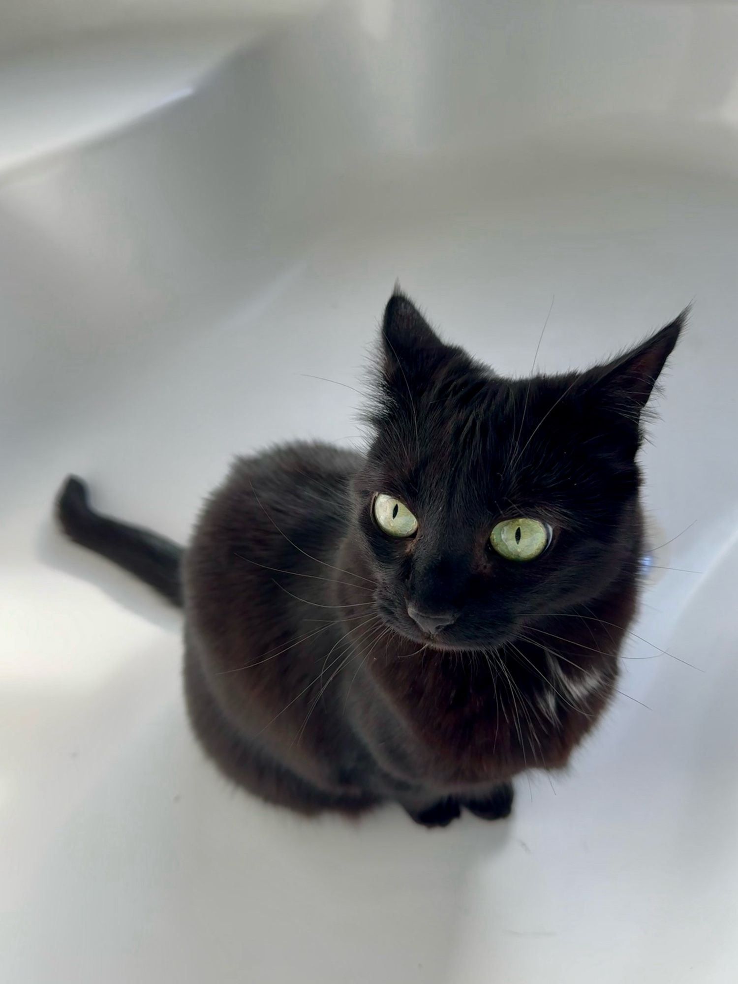 Schwarze Katze sitzt in der leeren Badewanne