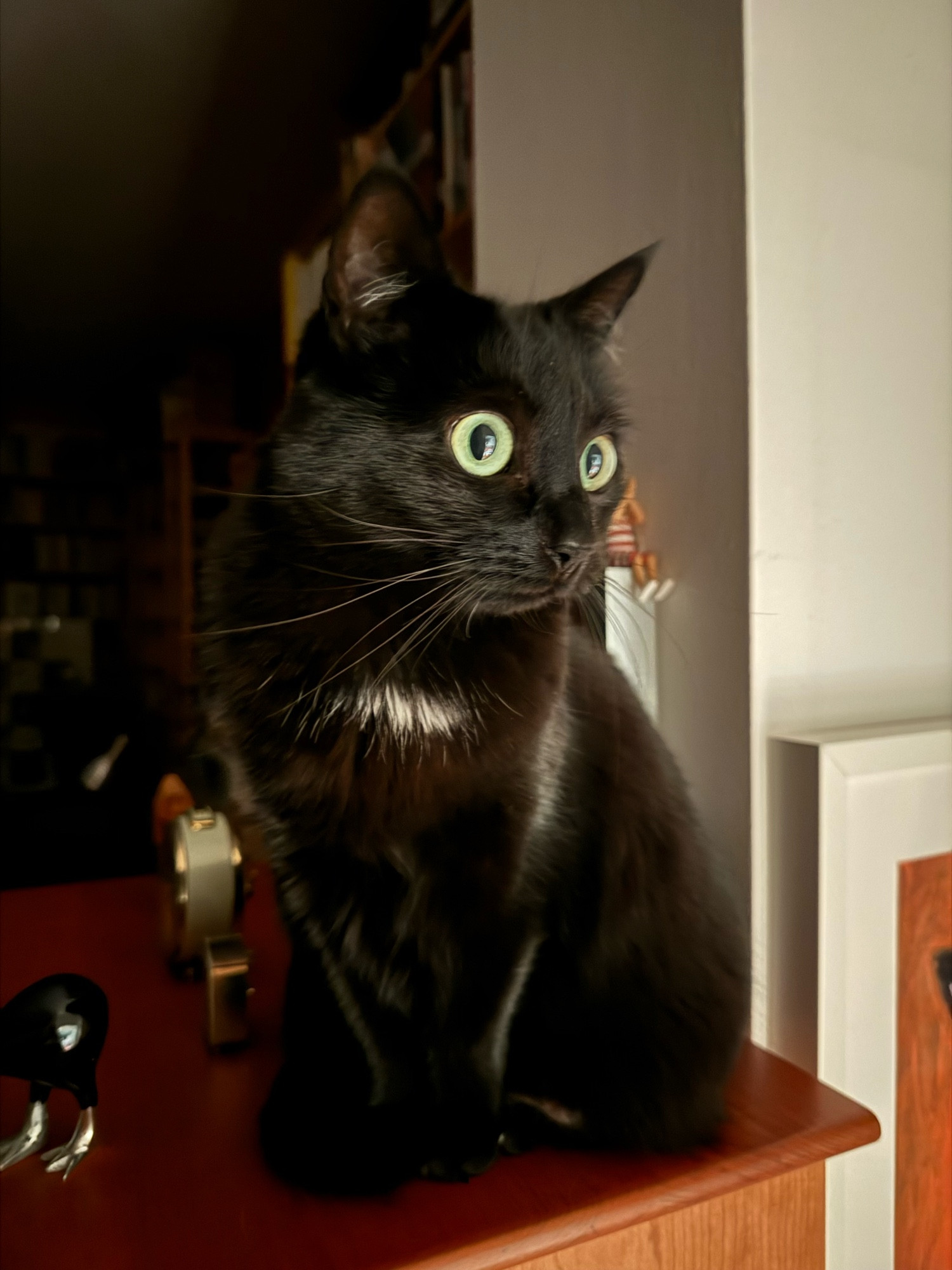 Große schwarze Katze sitzt mit großen Augen auf einem Sekretär