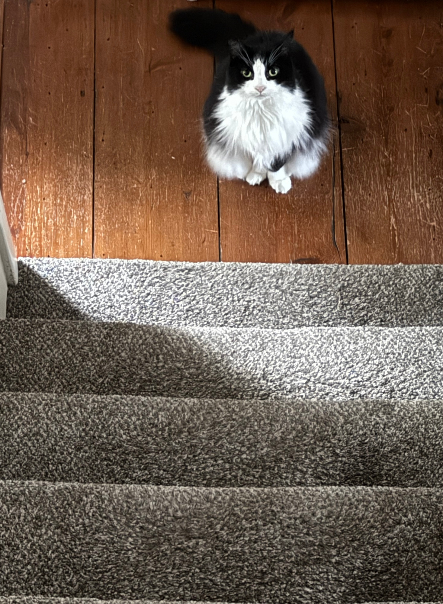 Fluffy, pretty tuxedo kitty with adorable pink nose staring up the stairs (at me taking her photo) as she patiently (?) waits for her breakfast to be prepared. 